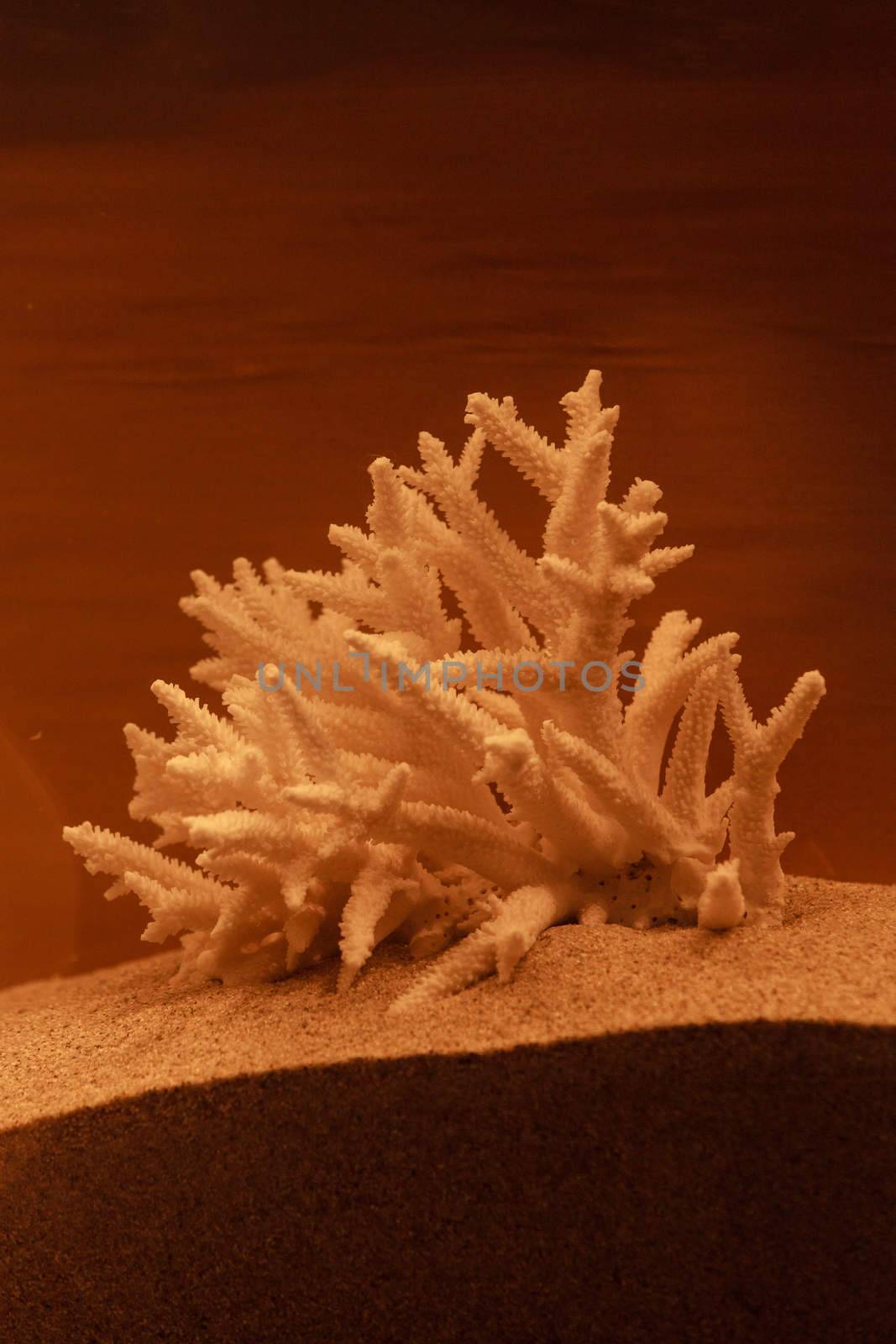 Bleached coral skeleton decor on a bronzed background