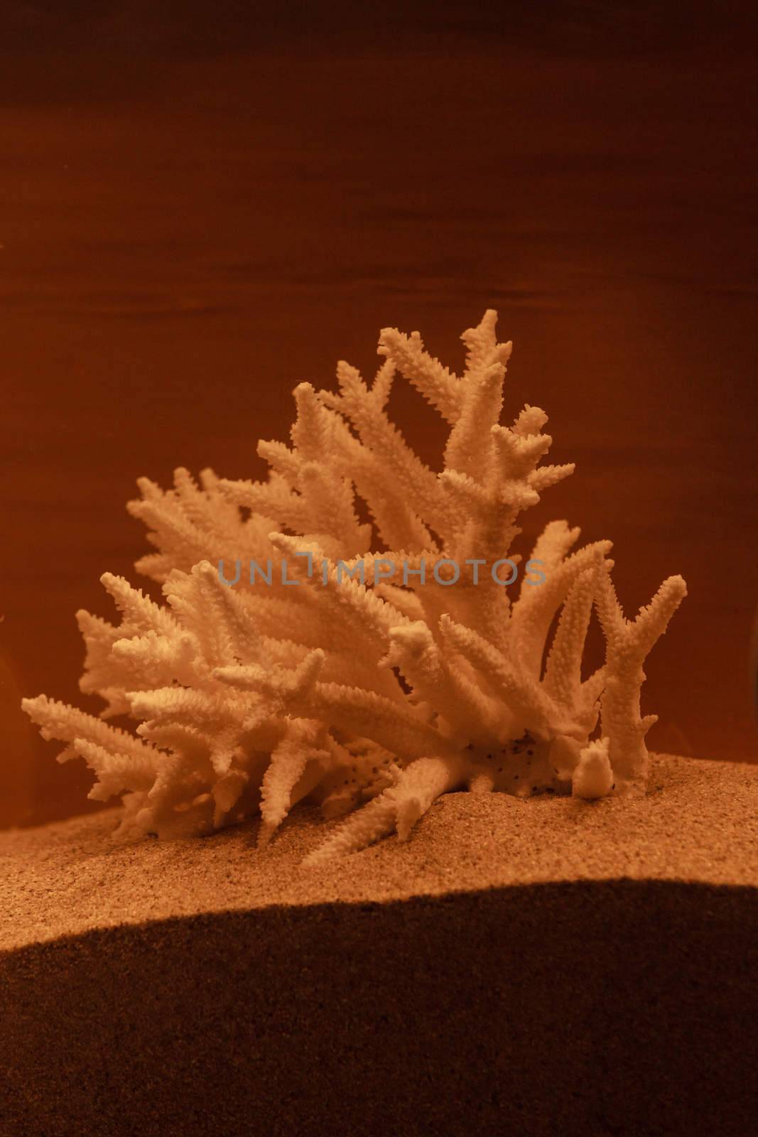 Bleached coral skeleton decor on a bronzed background