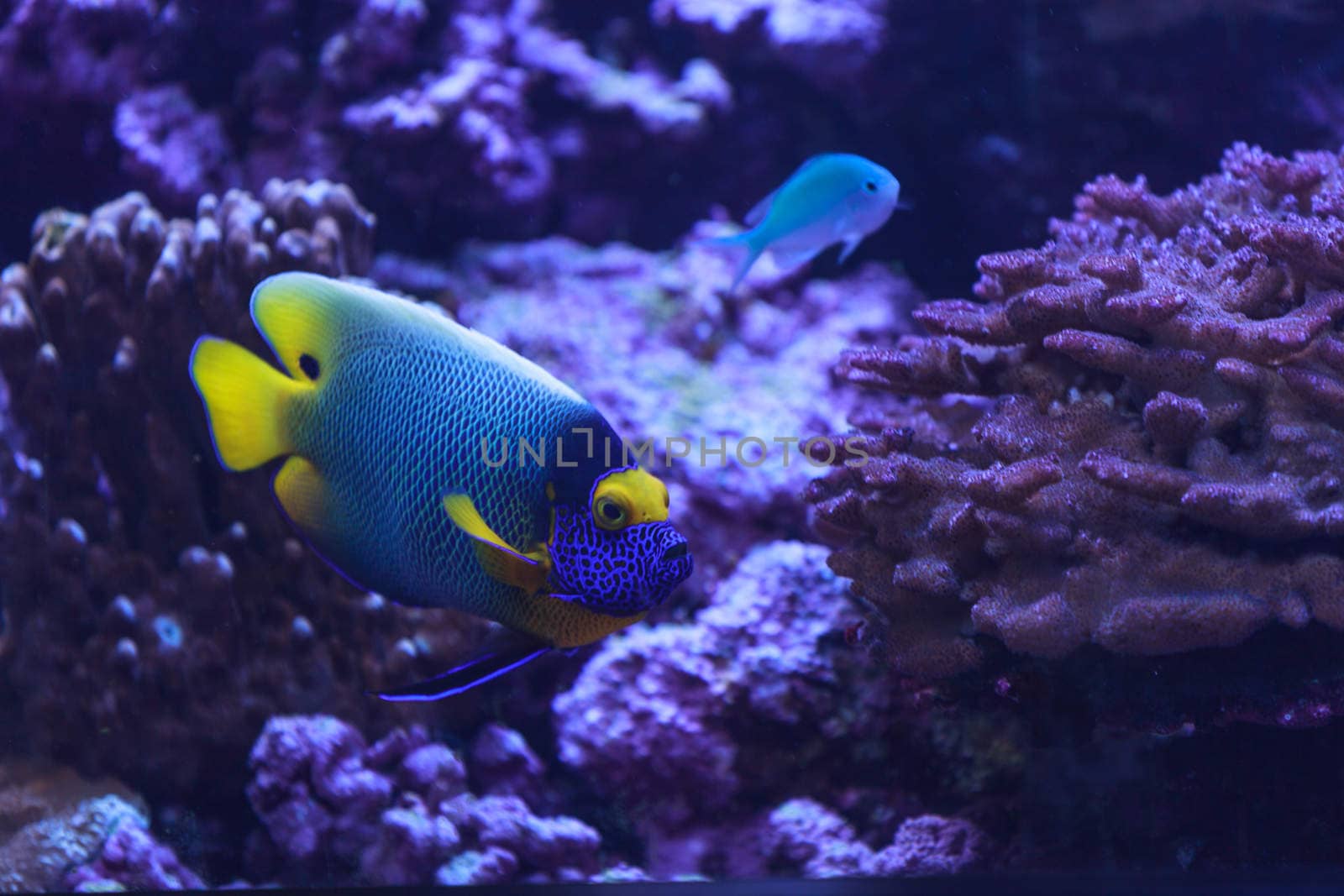 Bluefaced angelfish, Pomacanthus xanthometopon, can be found along the tropical reef in the ocean.