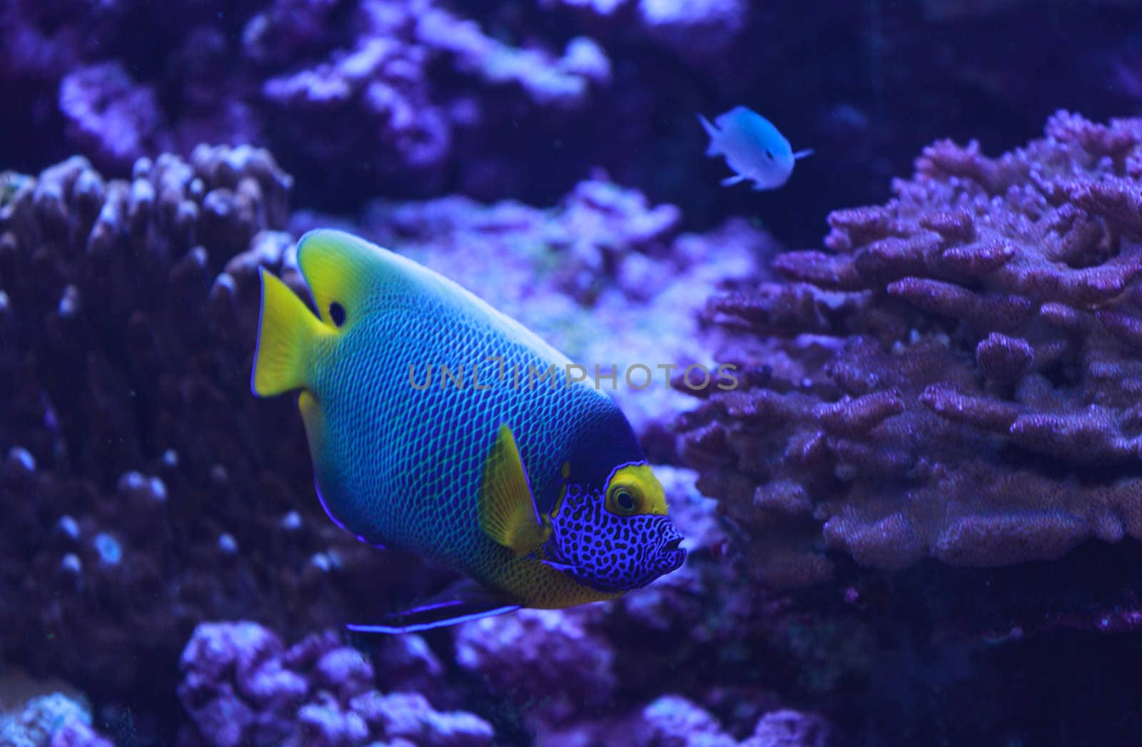 Bluefaced angelfish by steffstarr