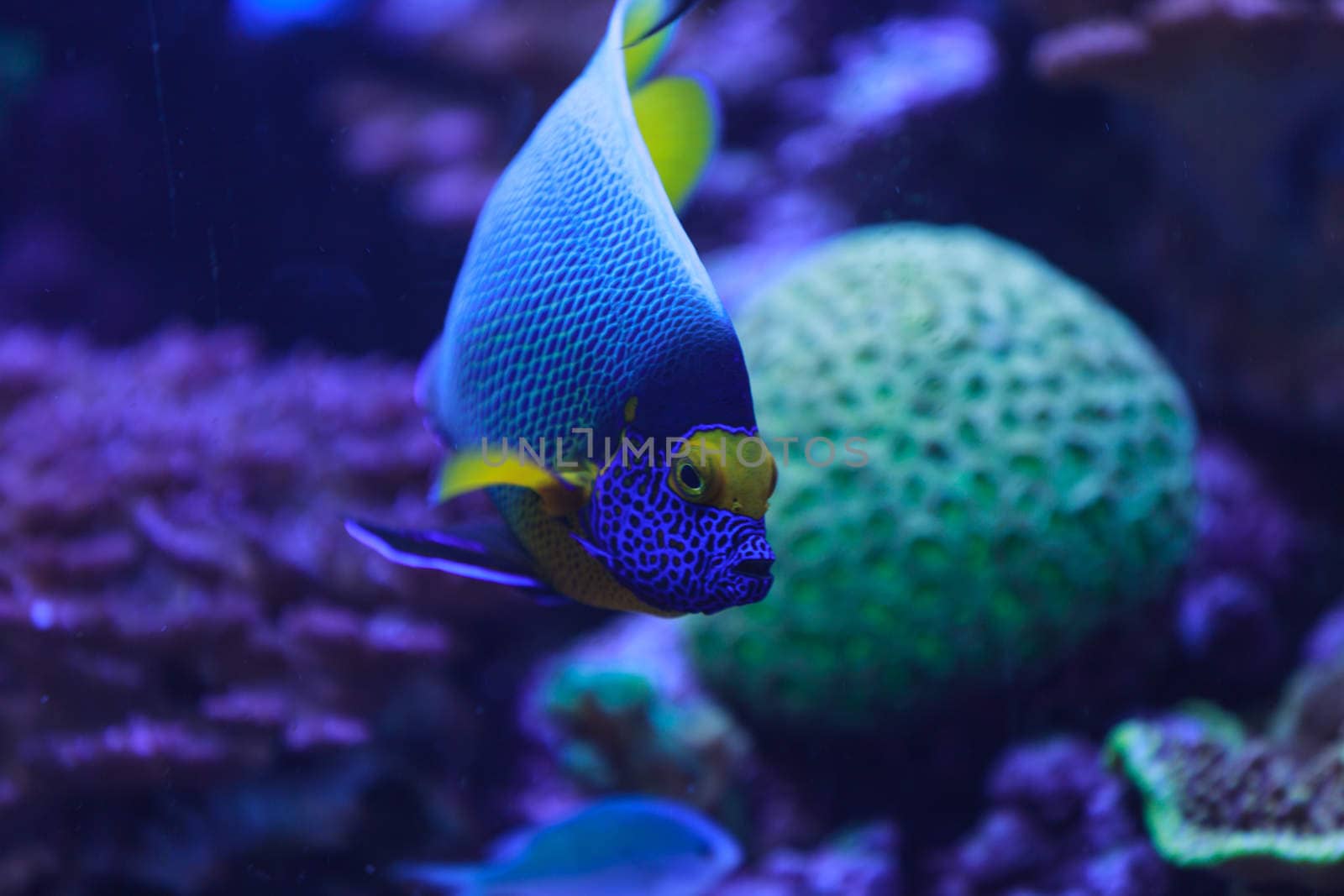 Bluefaced angelfish, Pomacanthus xanthometopon, can be found along the tropical reef in the ocean.