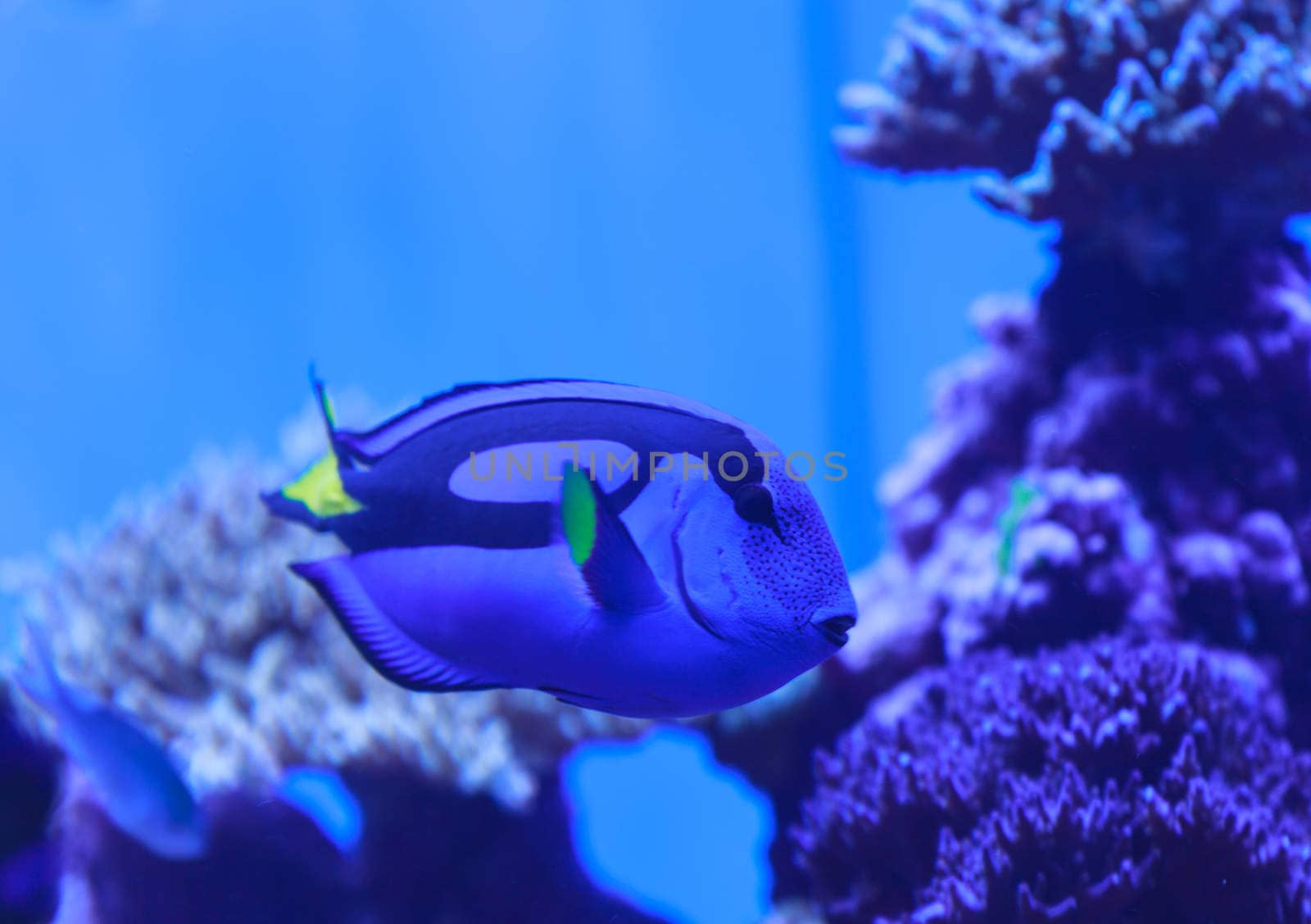 Palette tang fish, Paracanthurus hepatus, is also called the royal blue tang and can be found on a tropical reef in the ocean.