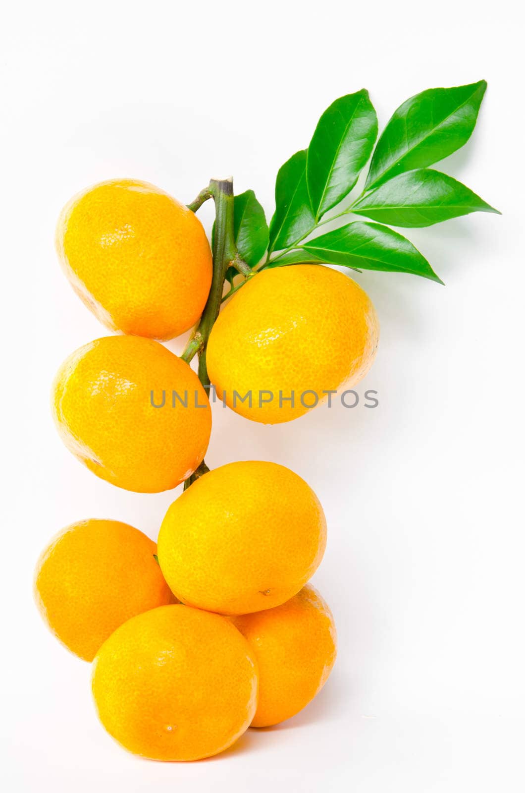 bunch of ripe orange fruit and leaves by Gamjai