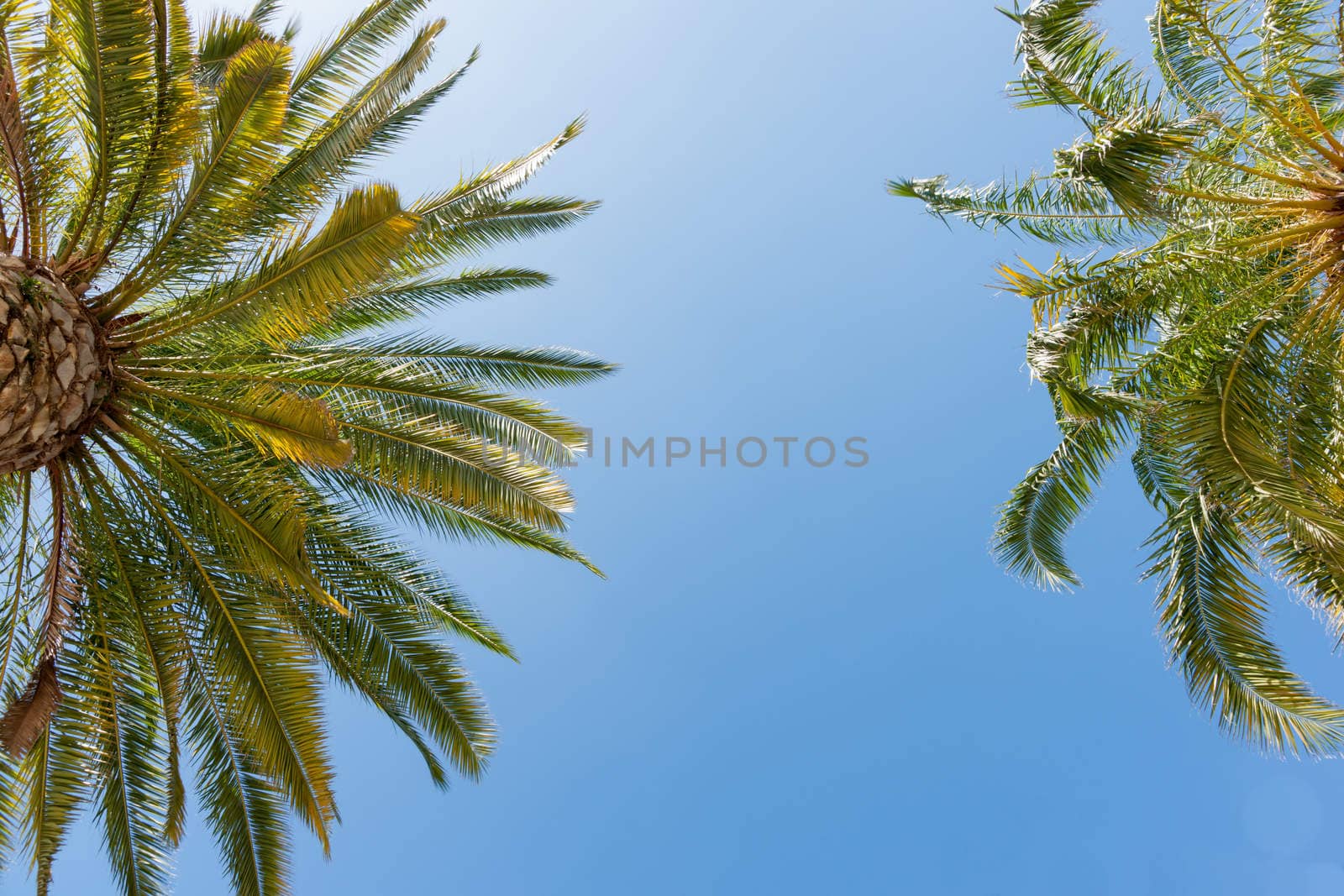 Tropical palms against blue sky. by brians101