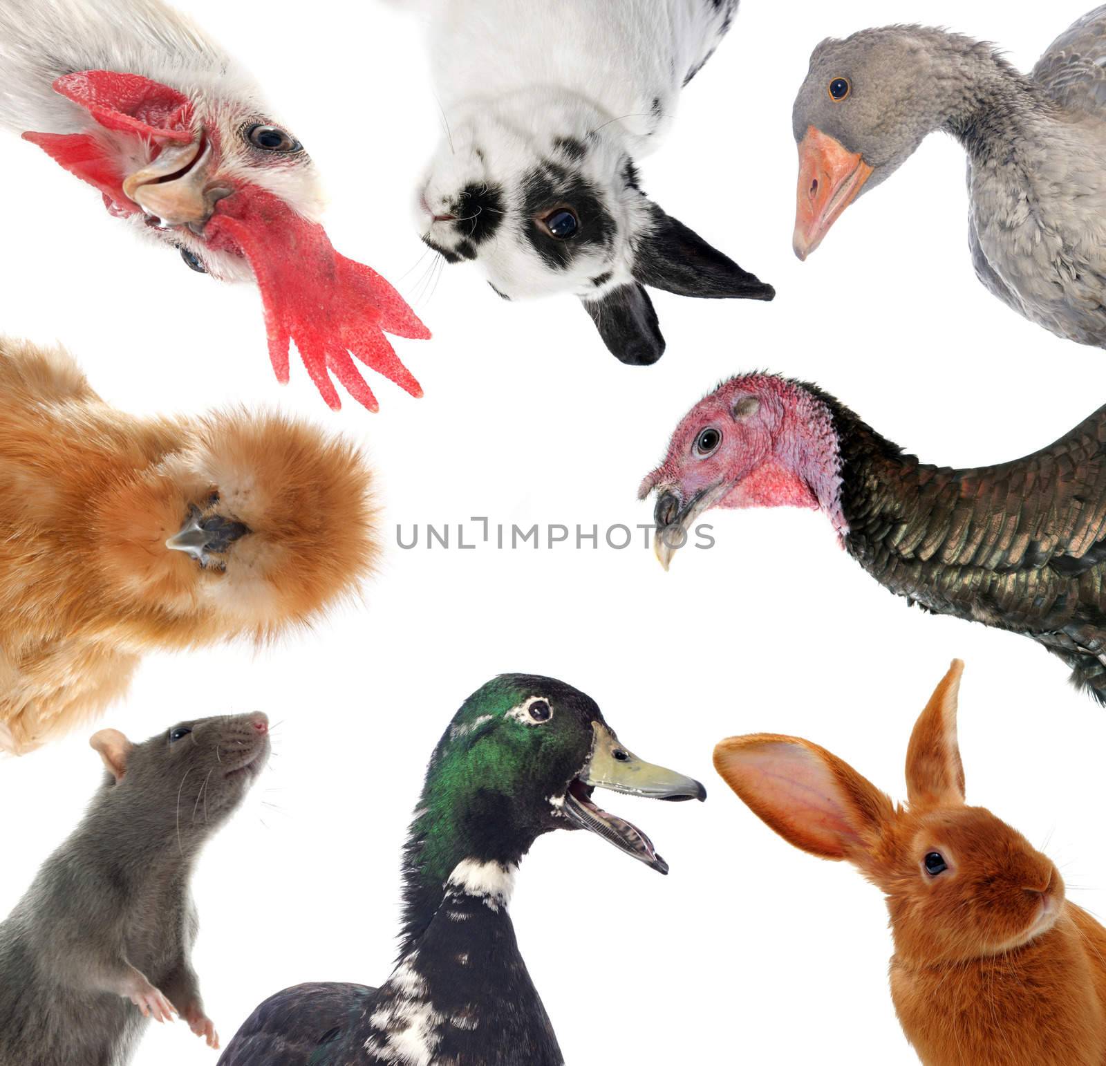 group of farm animals by cynoclub