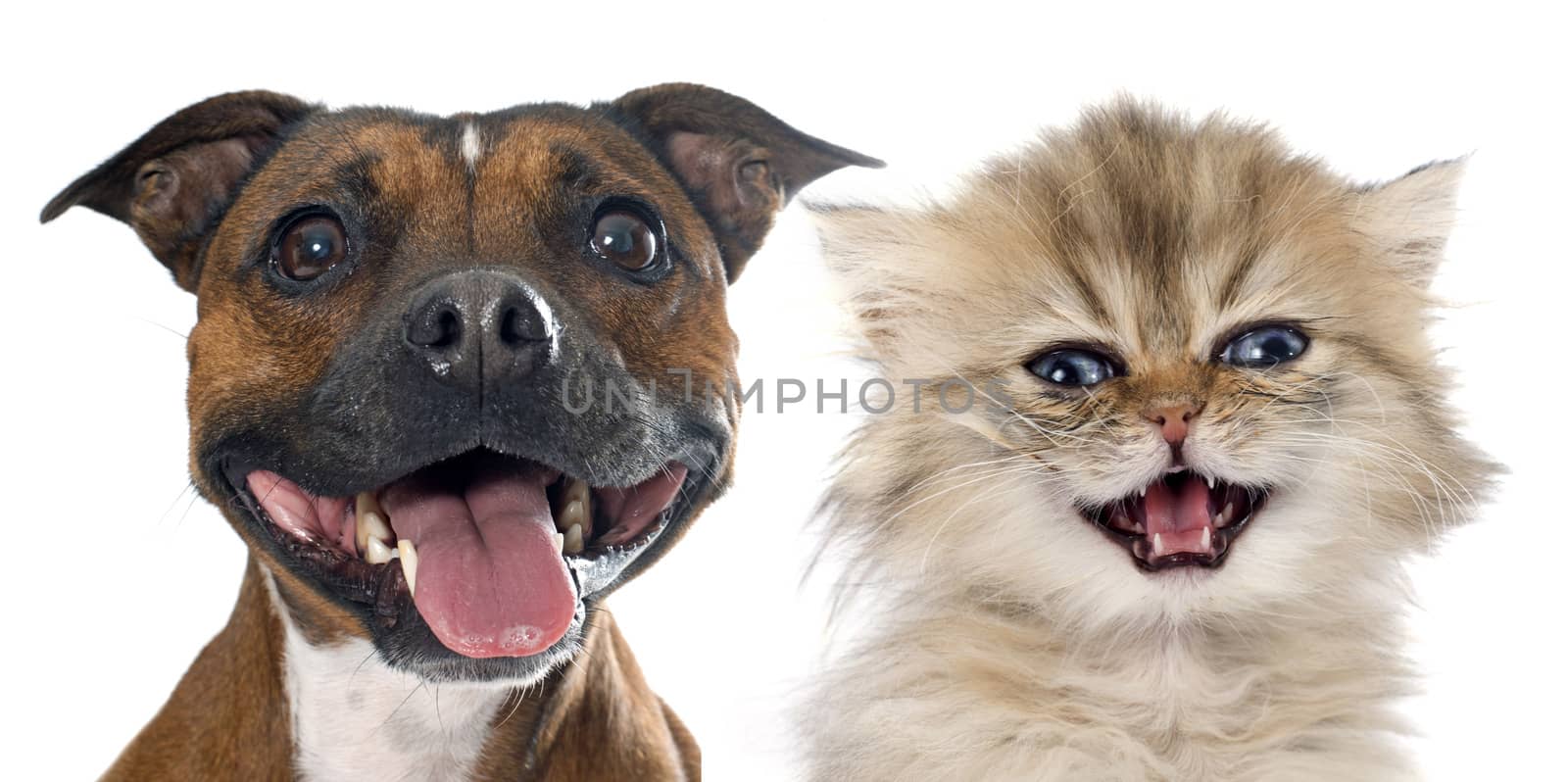 stafforshire bull terrierand persian kitten in front of white background