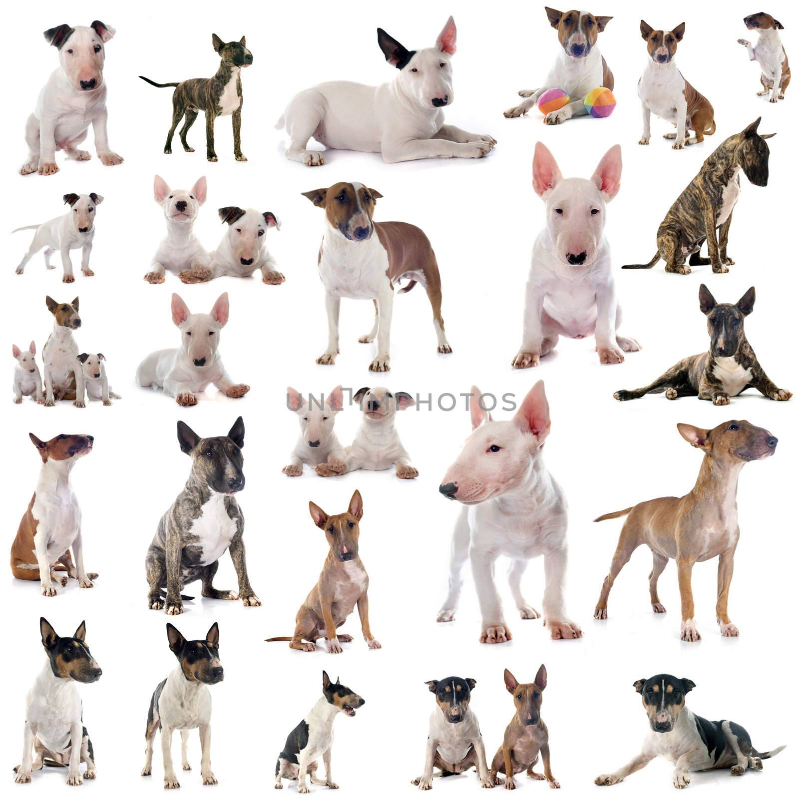 group of bull terrier by cynoclub