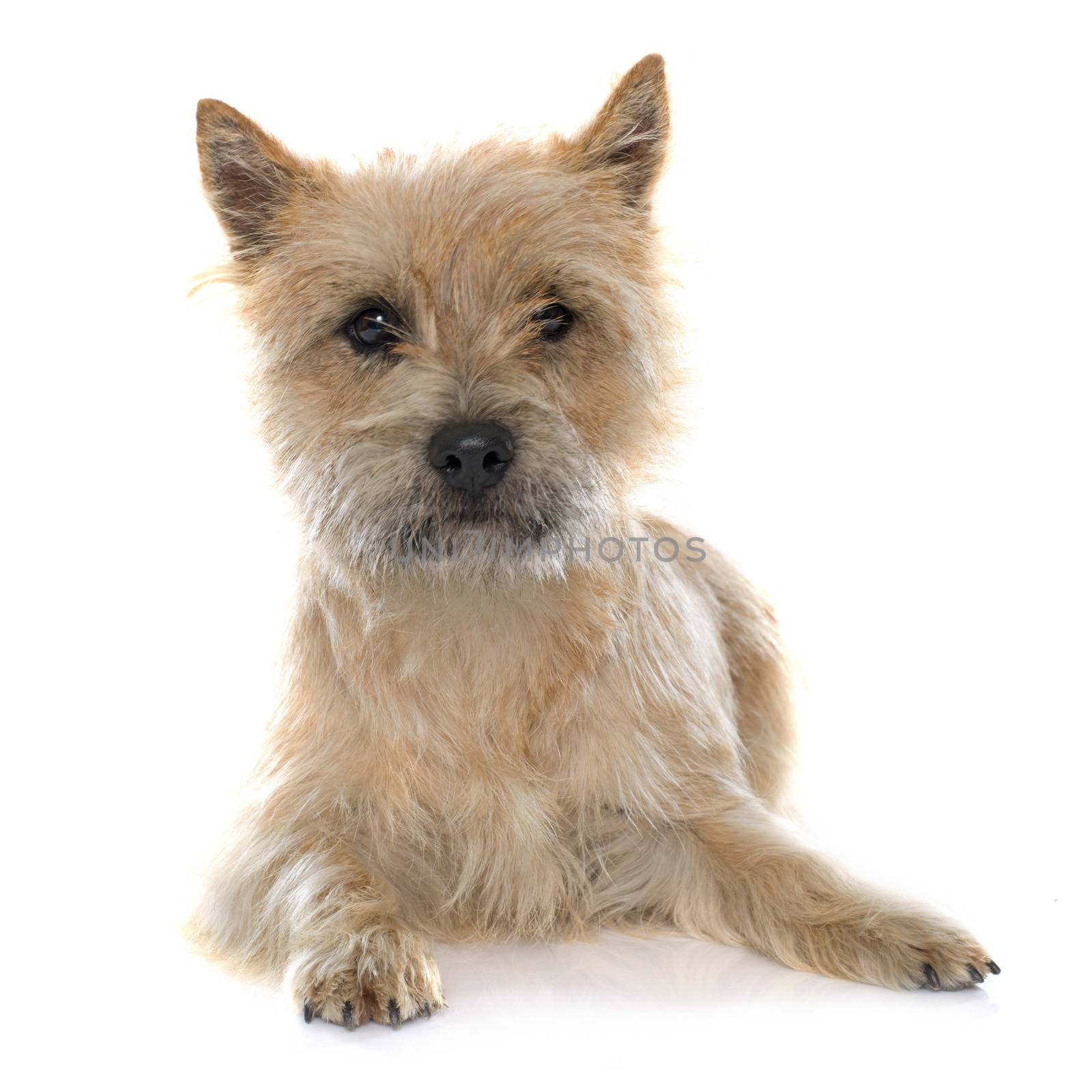 purebred cairn terrier by cynoclub