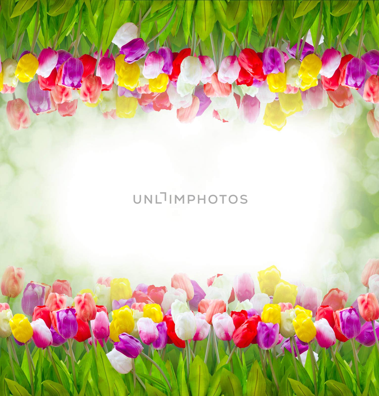Flowers blooming tulips frame. by Gamjai