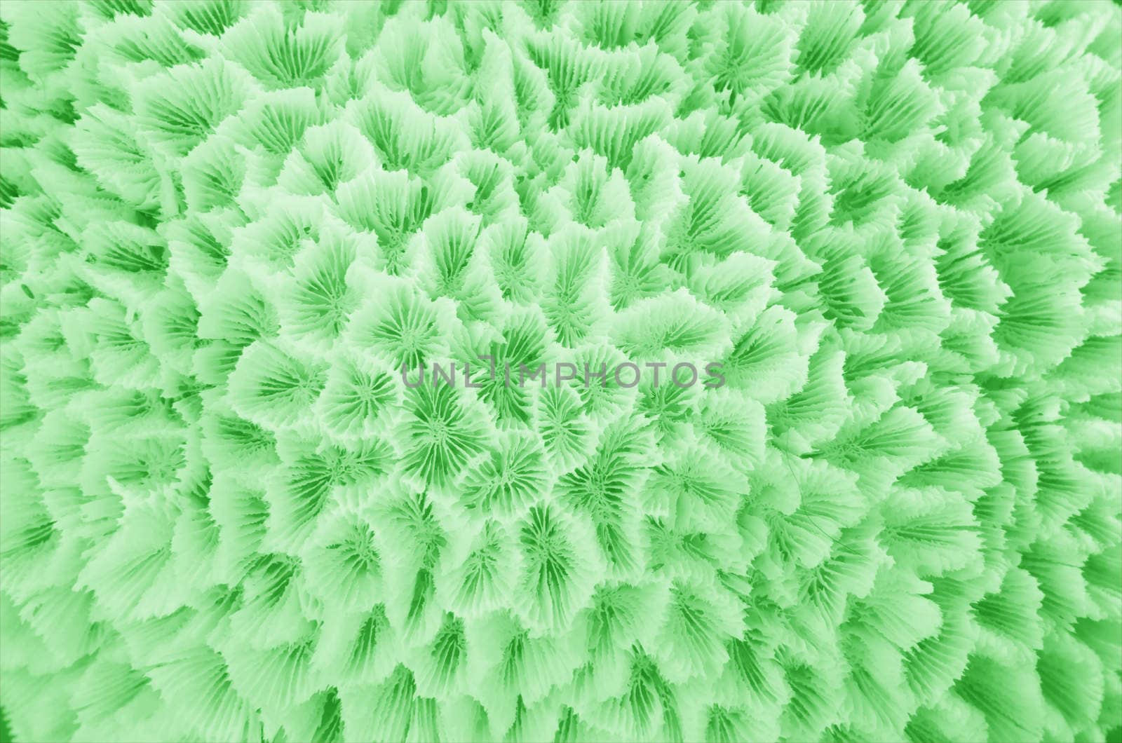 Abstrat of green texture formed by the detail of a white coral