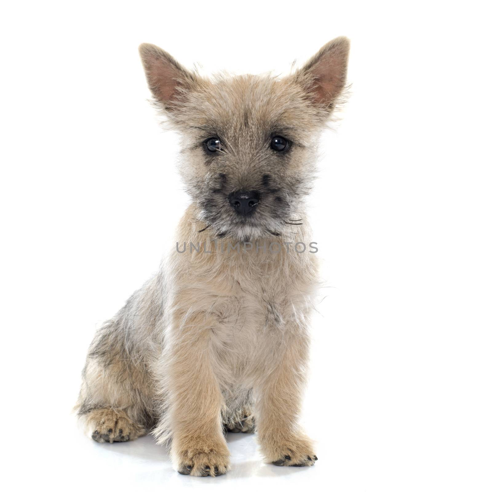 puppy cairn terrier in front of white background