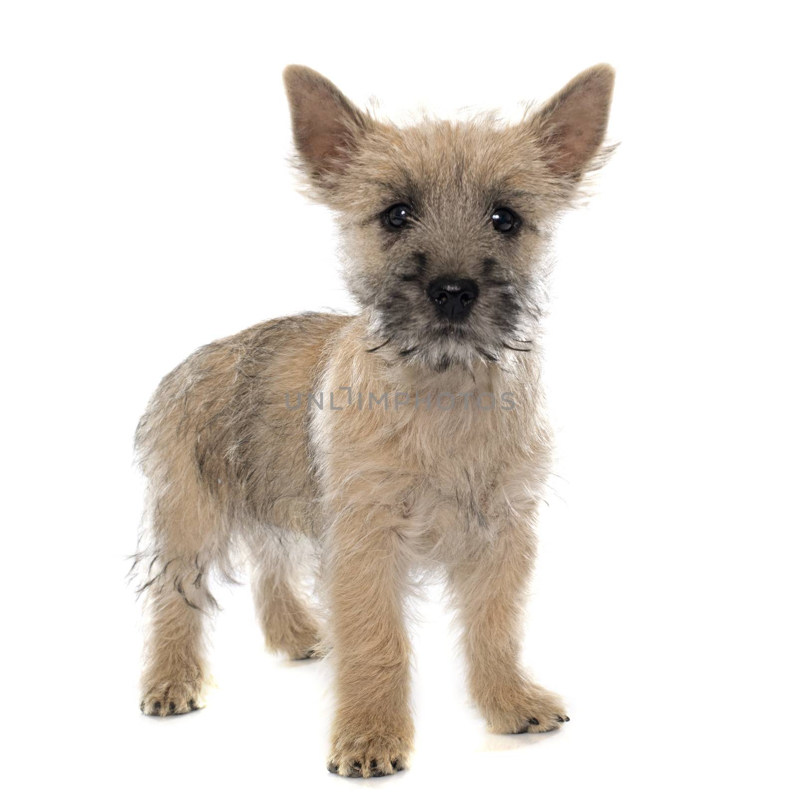 puppy cairn terrier in front of white background