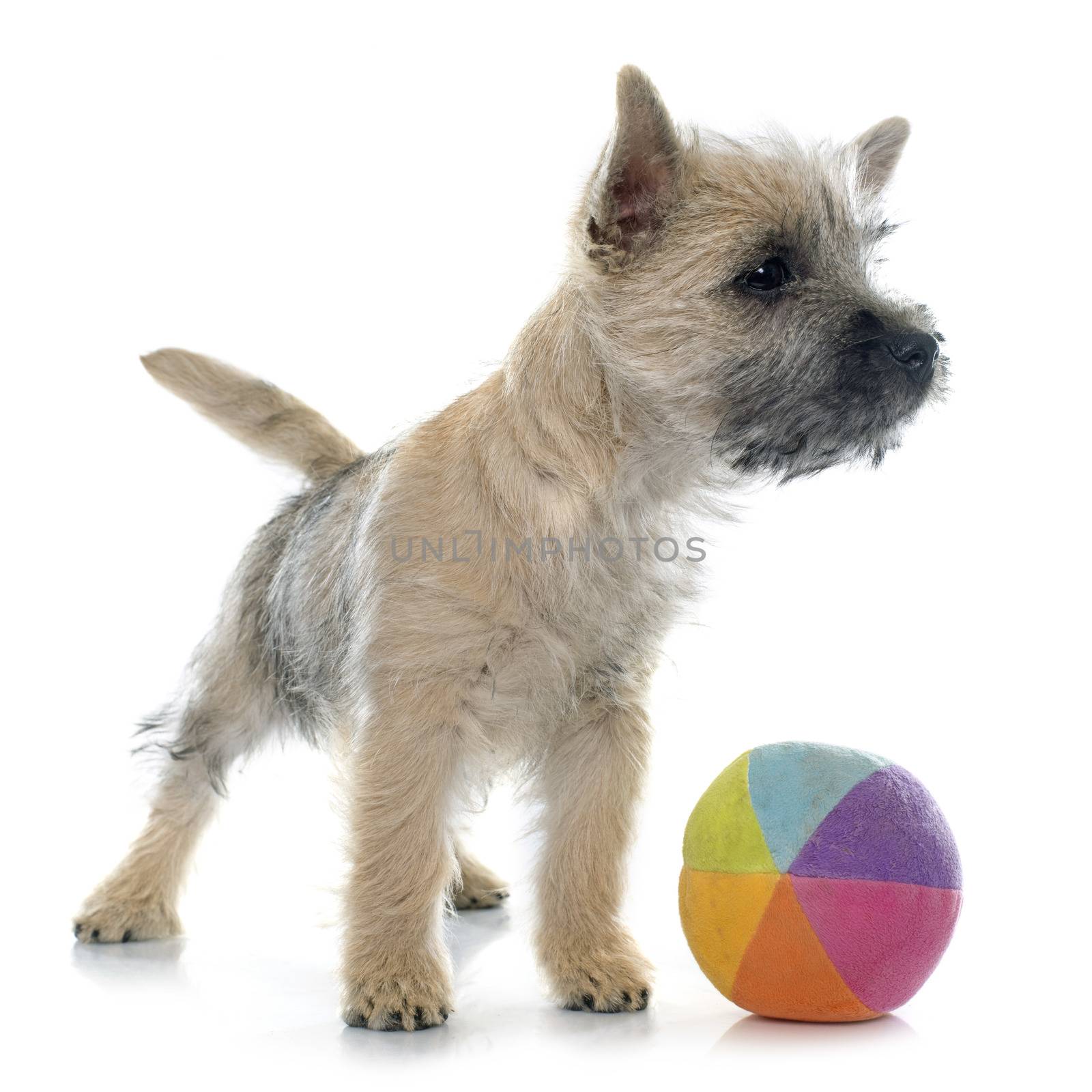 puppy cairn terrier in front of white background