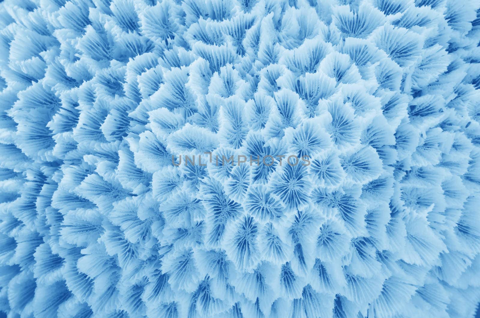 Abstract Texture formed by the detail of a white coral