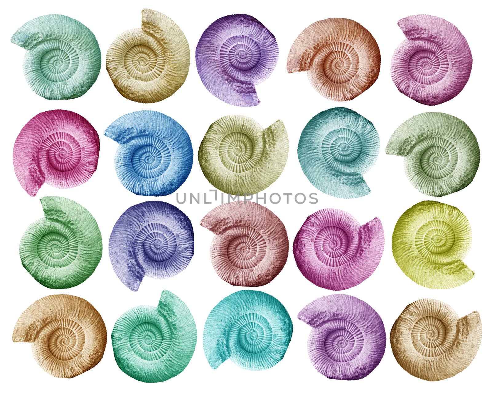 Abstract many Ammonite prehistoric fossil on white background. clipping path.