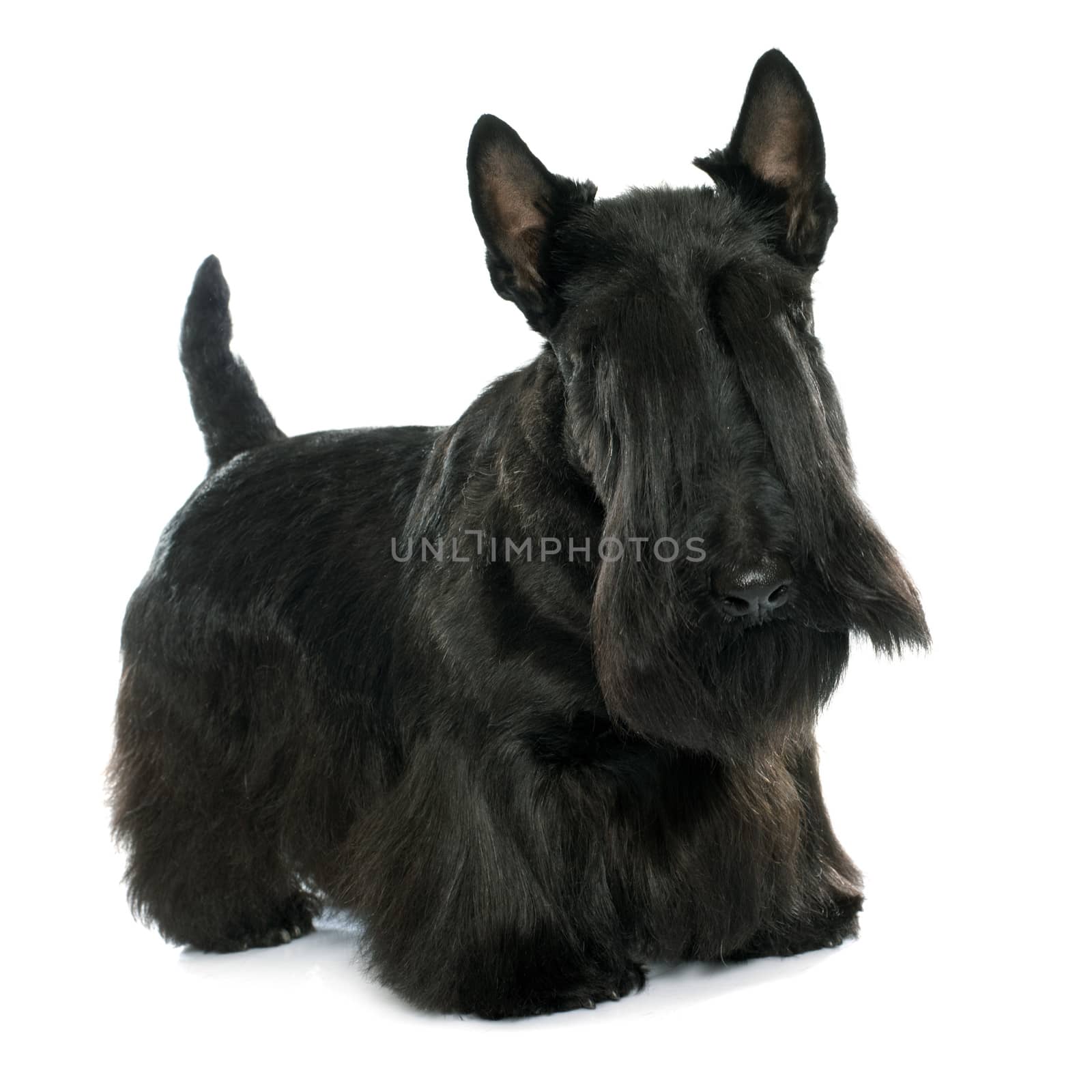 purebred scottish terrier in front of white background