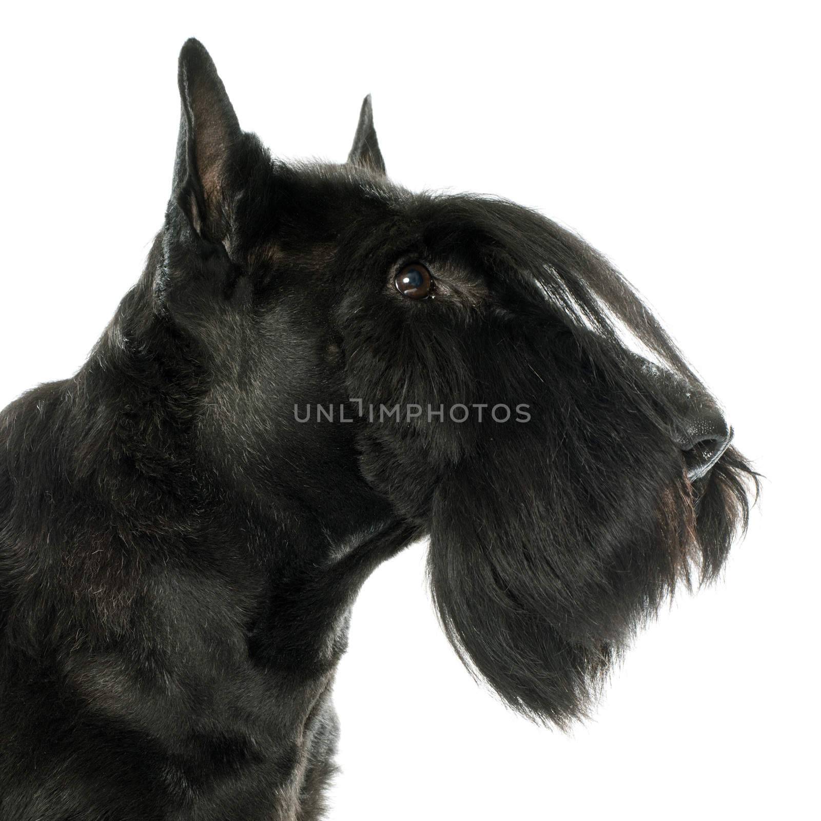 purebred scottish terrier in front of white background