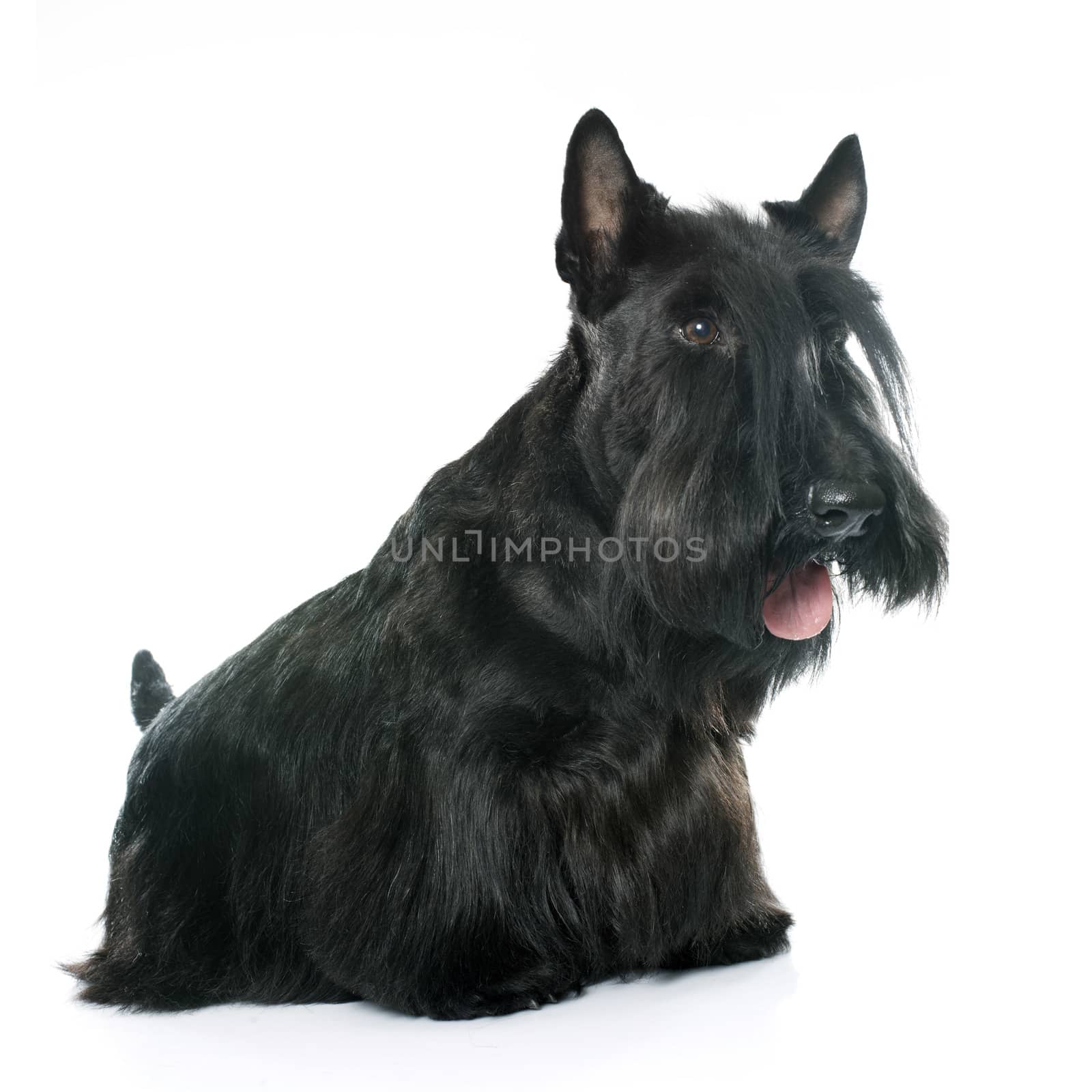 purebred scottish terrier in front of white background