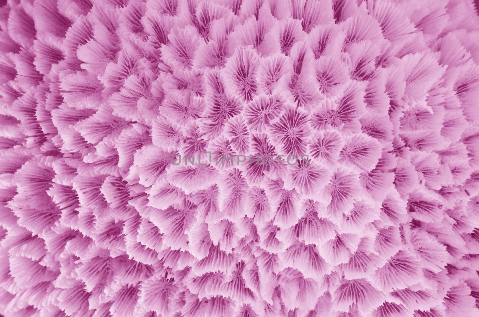 Texture formed by the detail of a white coral
