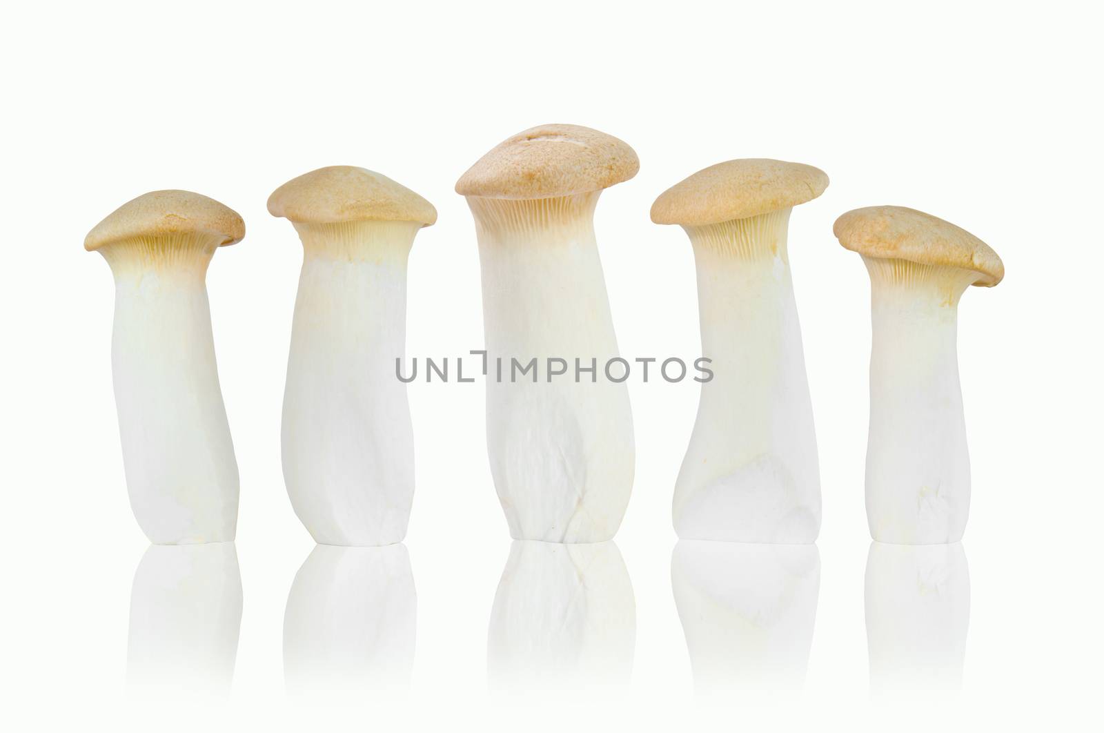 King Oyster mushroom isolated on white background. Eringi