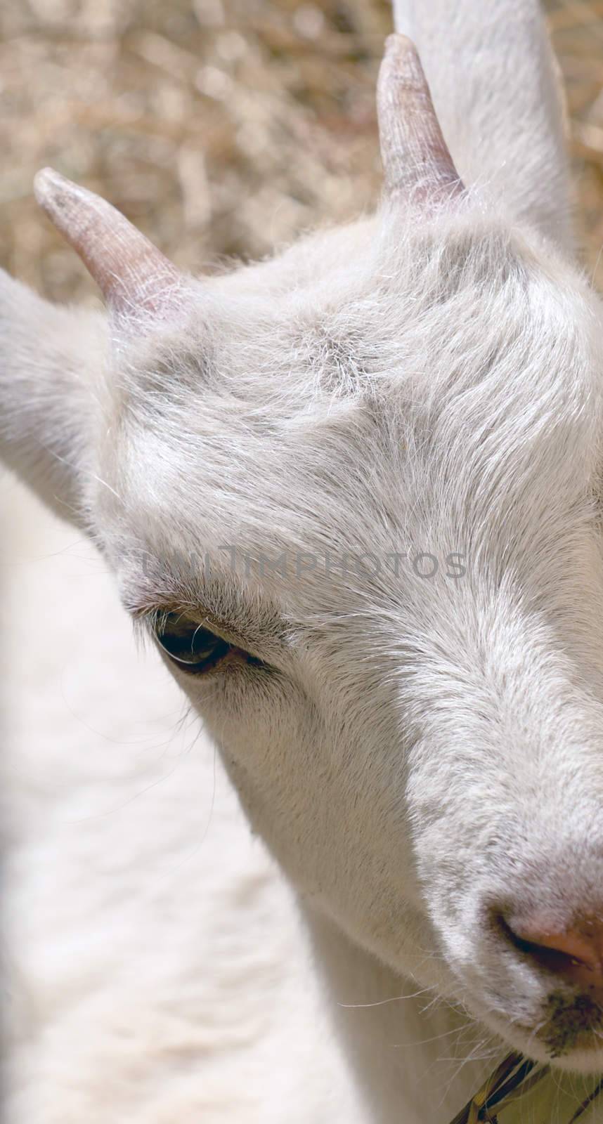 young goat eating hay in a corral