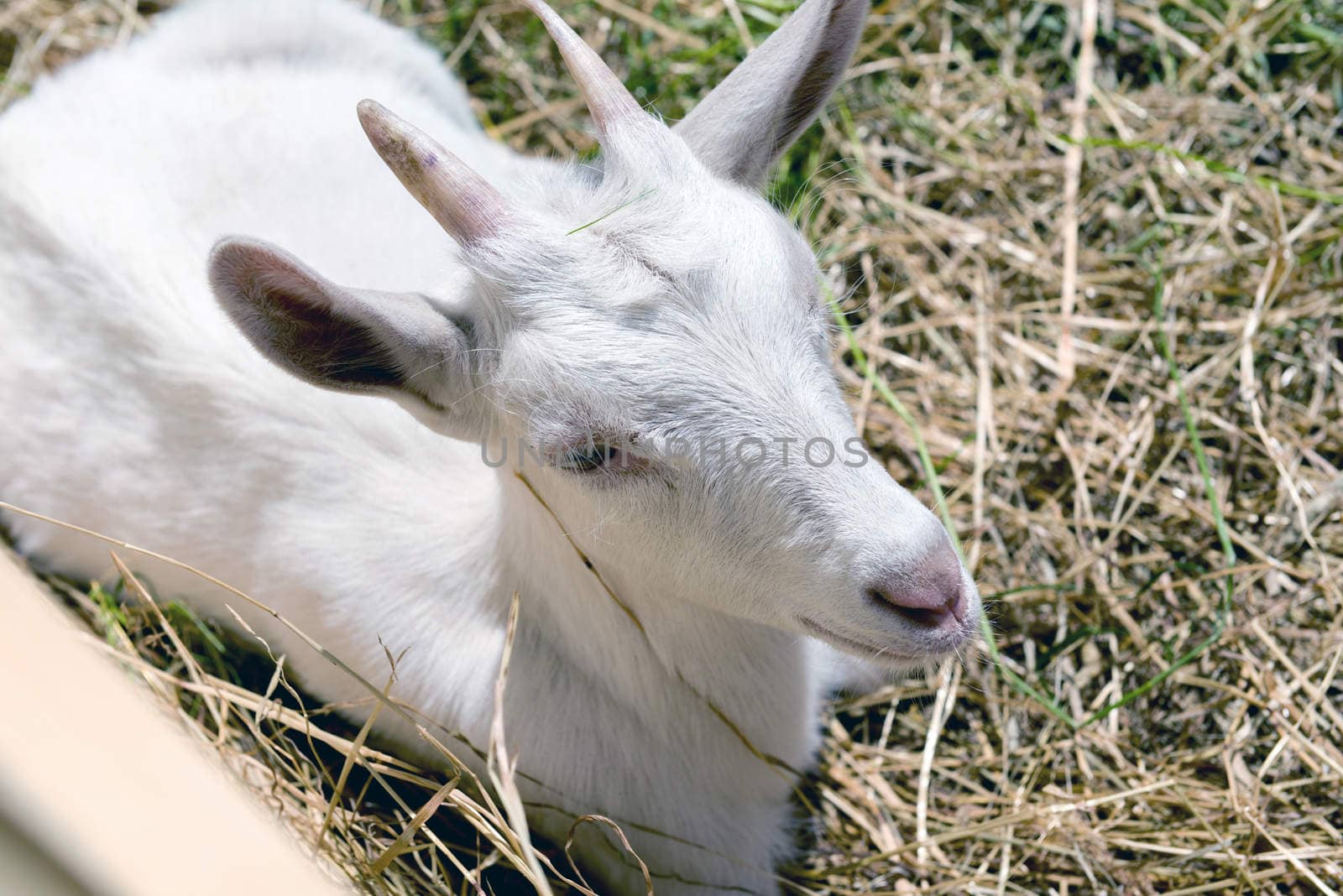 young goat eating hay in a corral