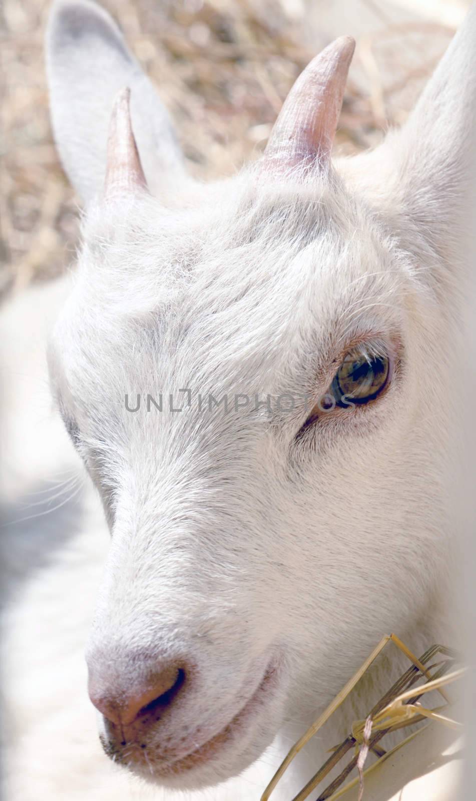 young goat eating hay in a corral