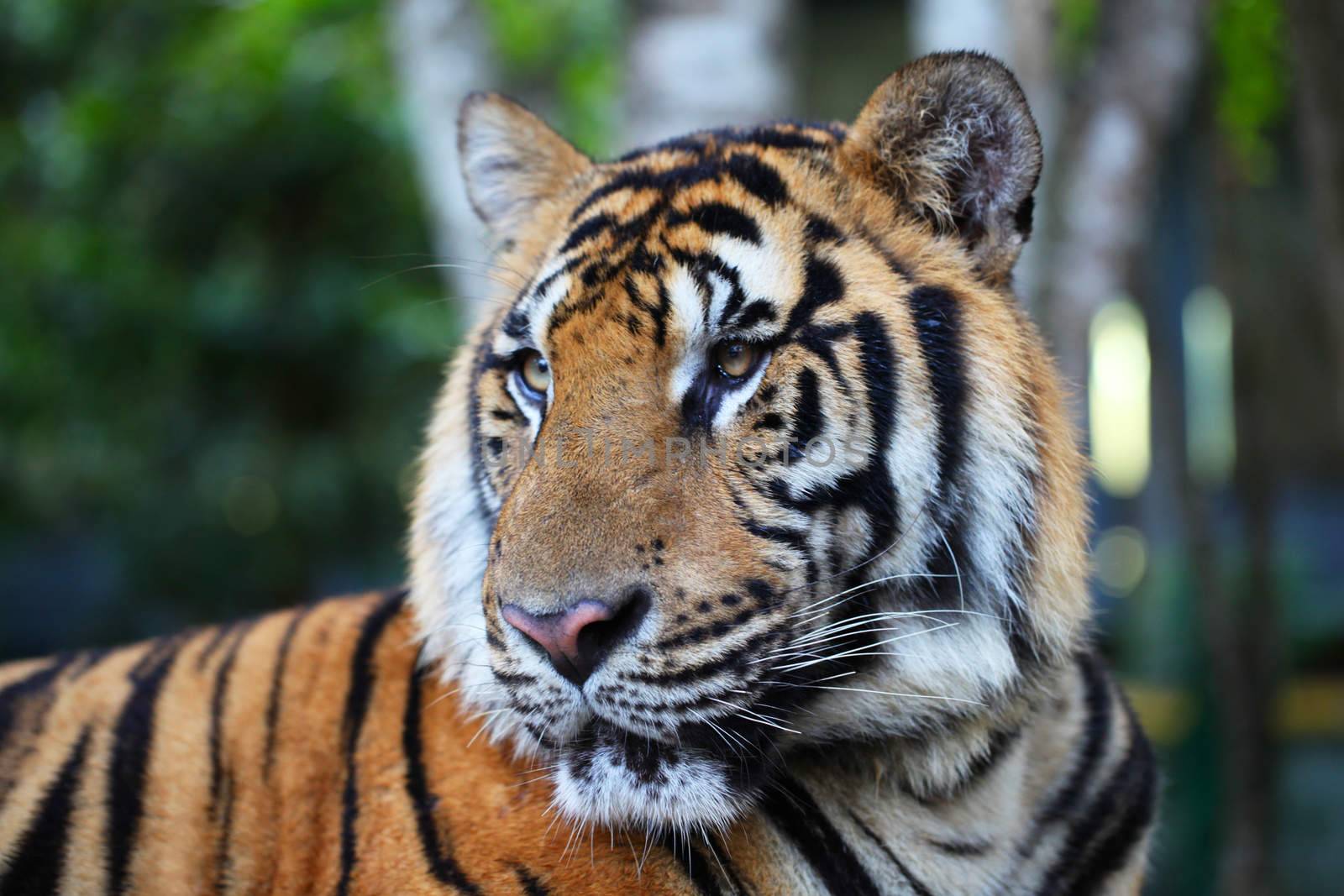 Portrait of Asian tiger outdoors close up