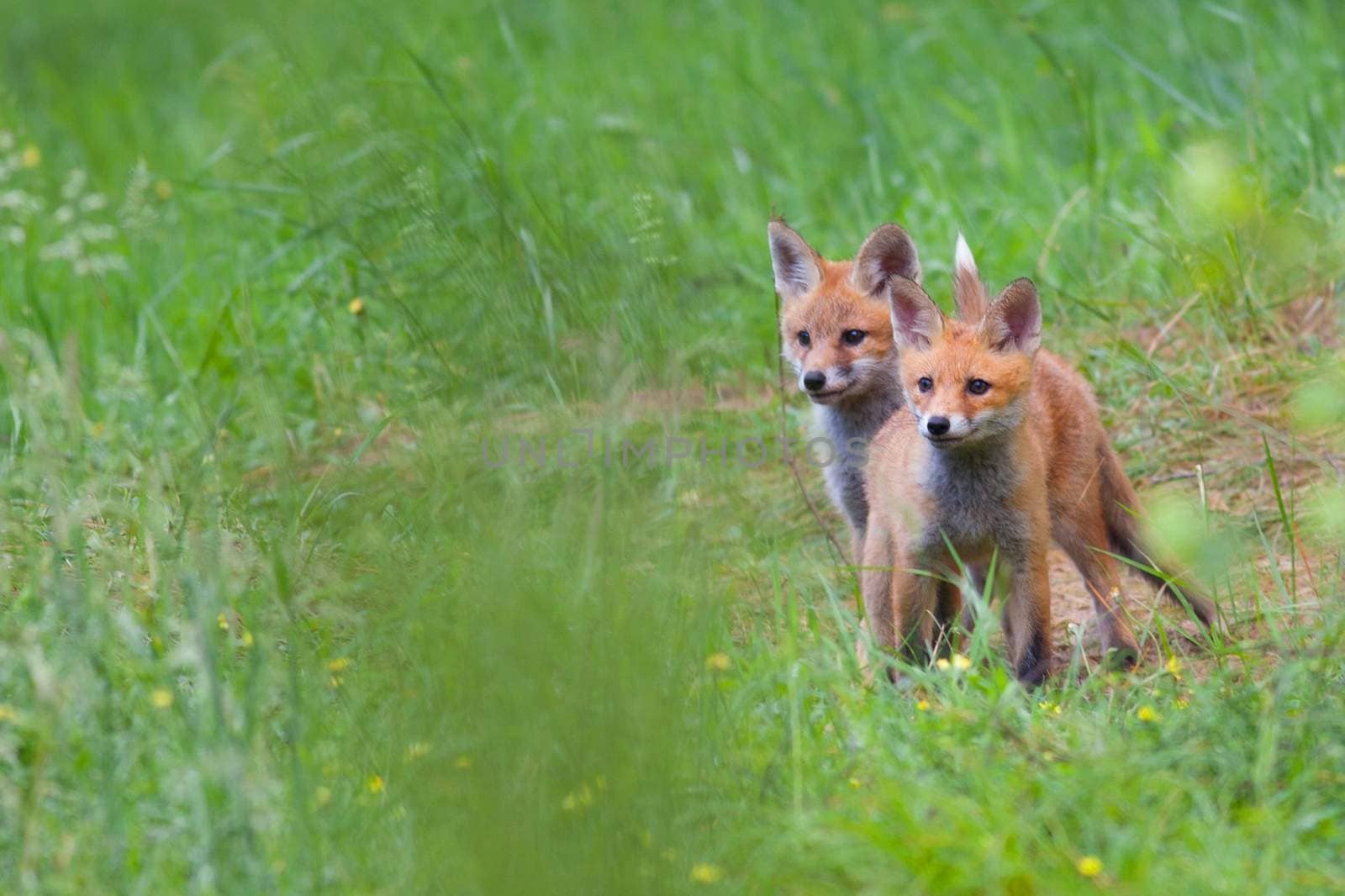 Foxes in the wild in a clearing