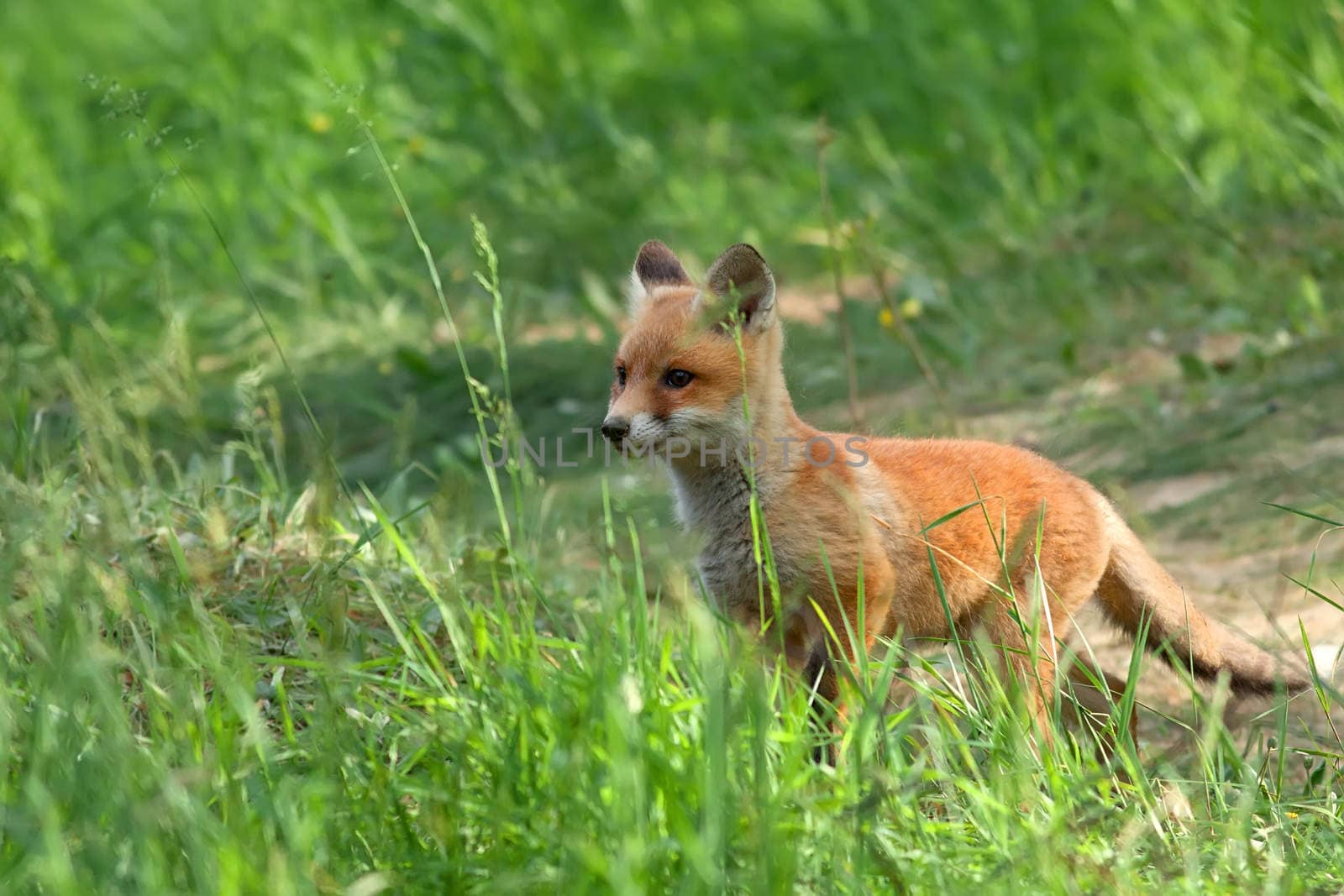 Fox in the wild by johan10