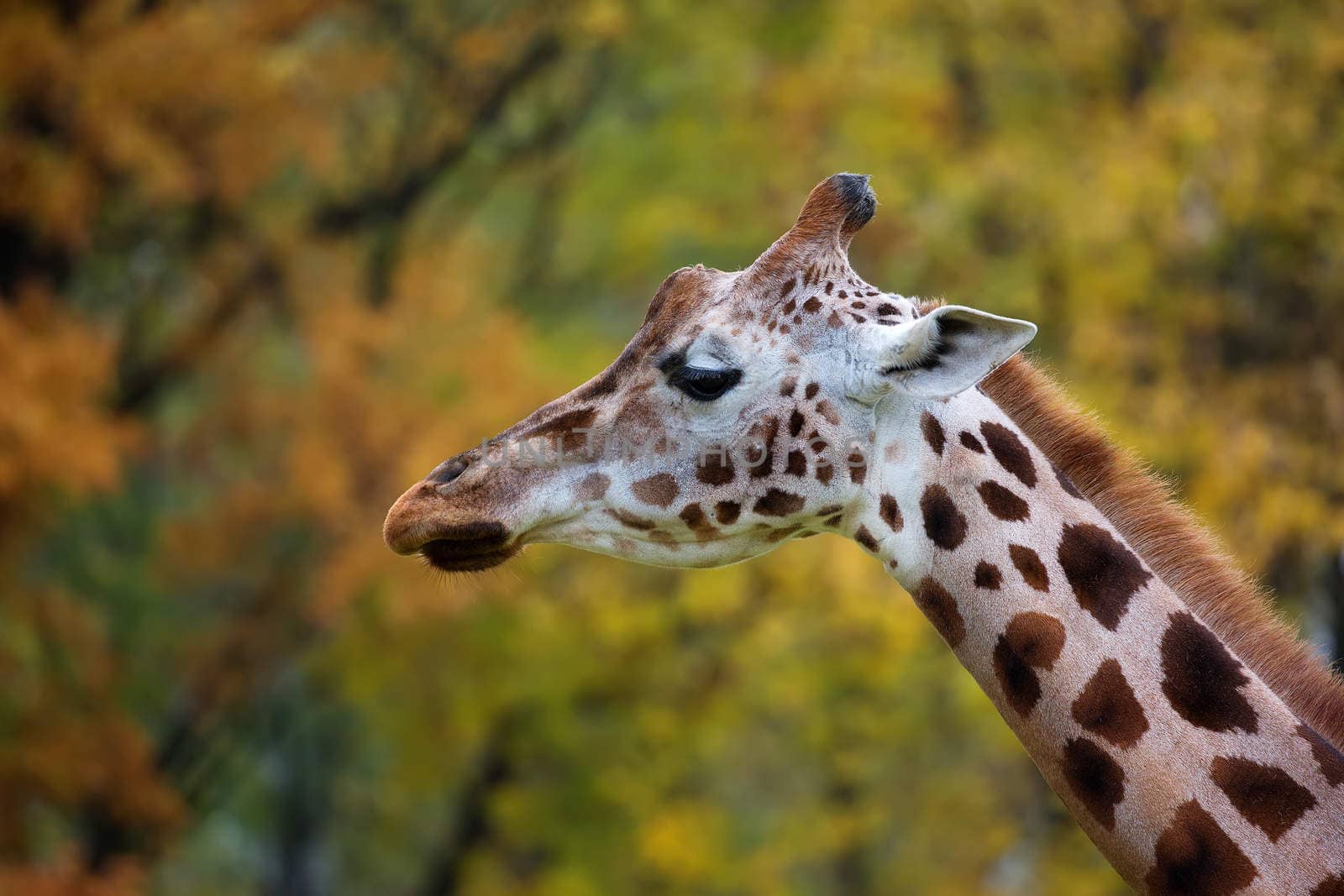 Giraffe in the wild, a profile