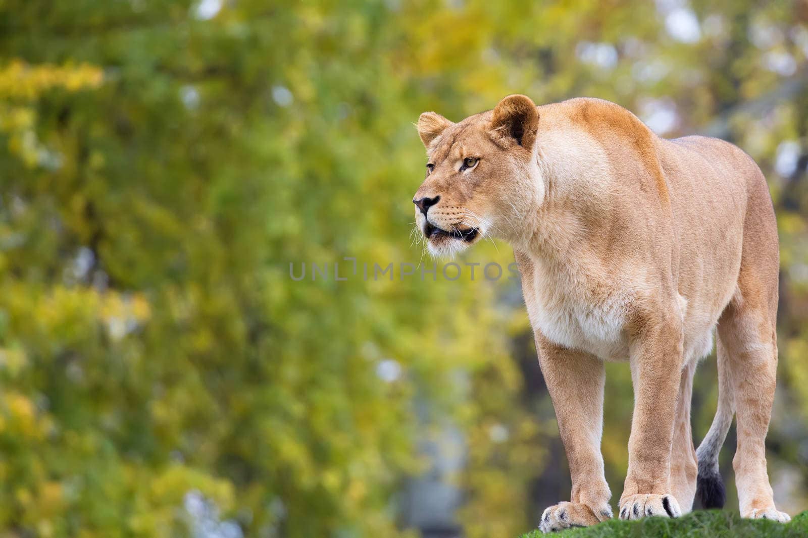 Lioness in the wild in a clearing