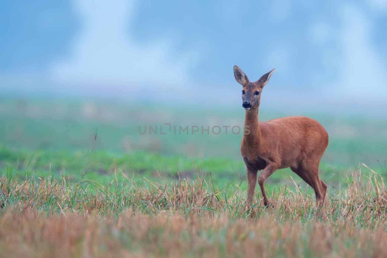 Roe-deer in the wild in the morning mist