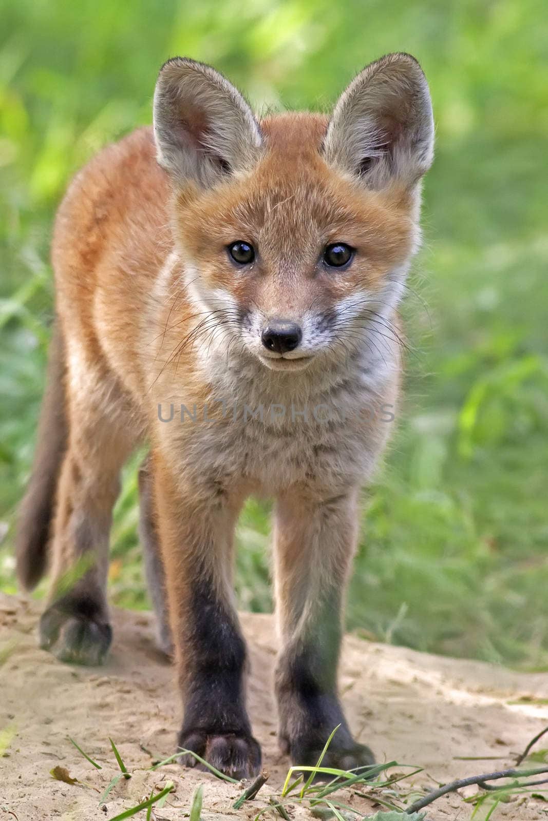 Fox in the wild in a clearing