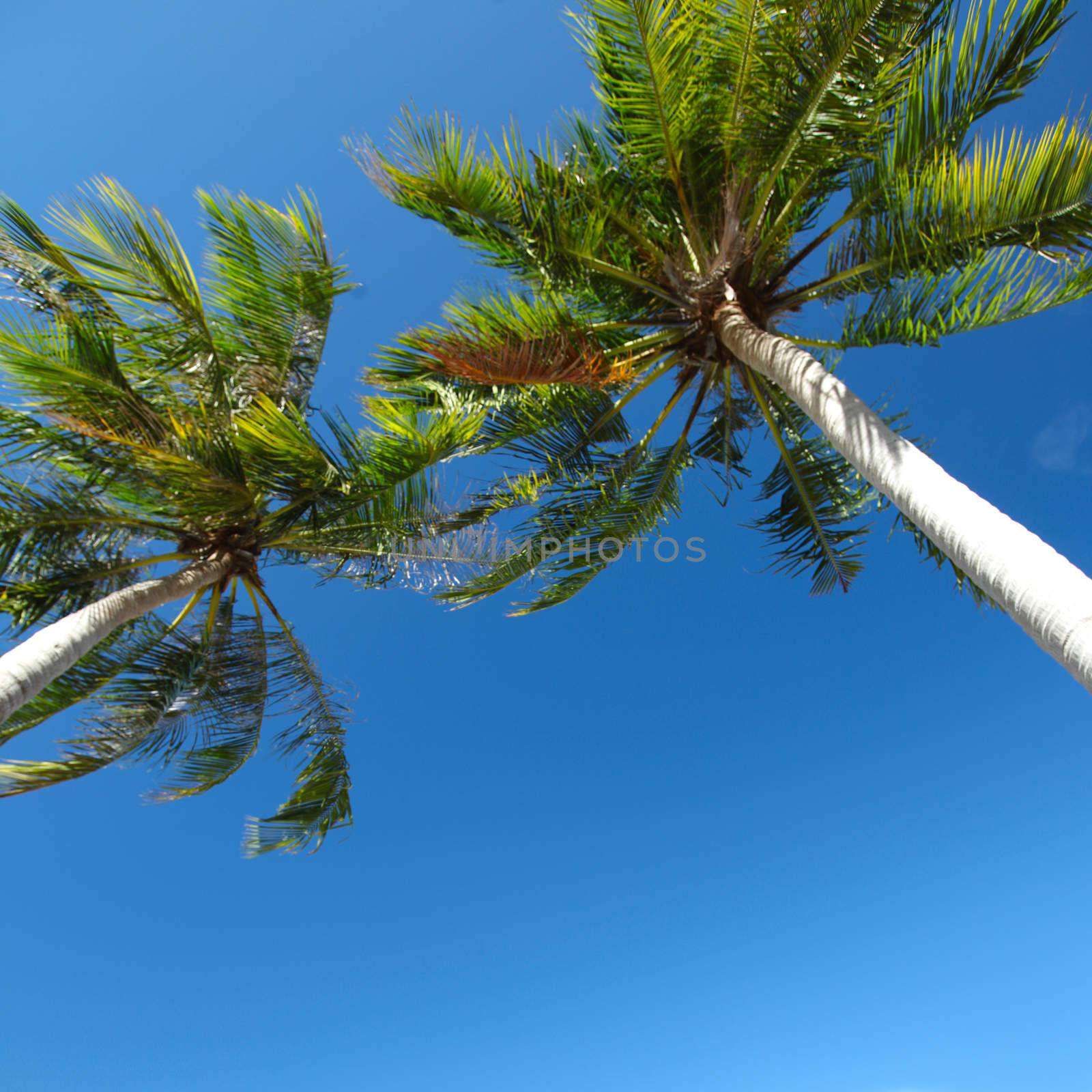 Palm trees low angle view on blue sky background