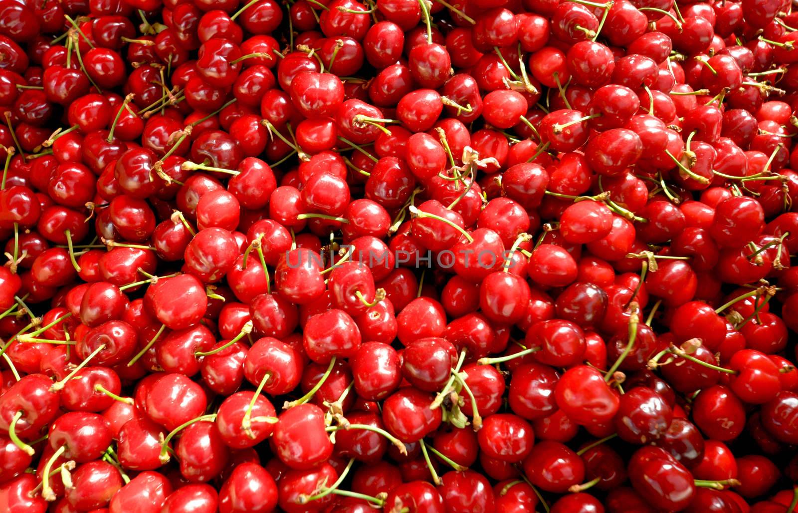 lots of ripe cherries with green leaves