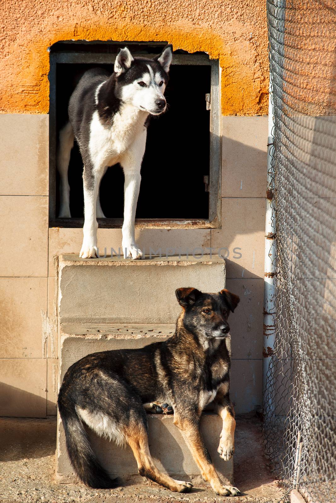 Two dogs, one of them Siberian husky looking one derection behind fence in a dog shelter.