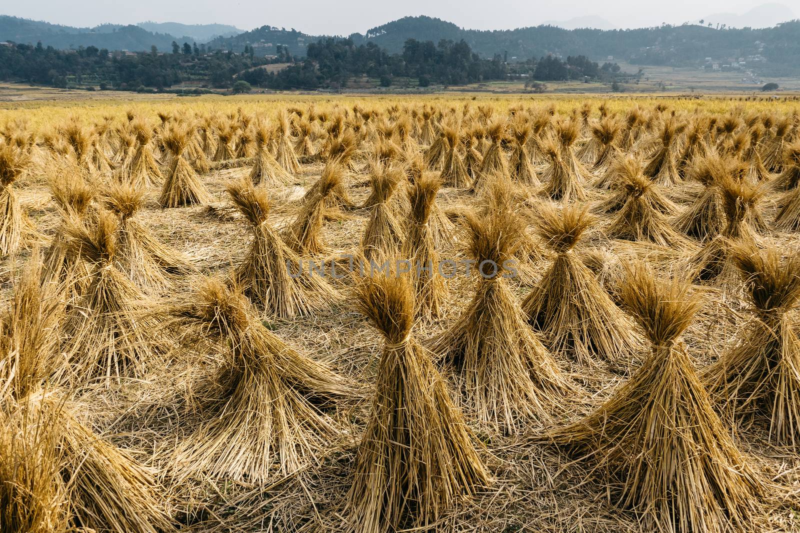 Bales of straw in Nepal
