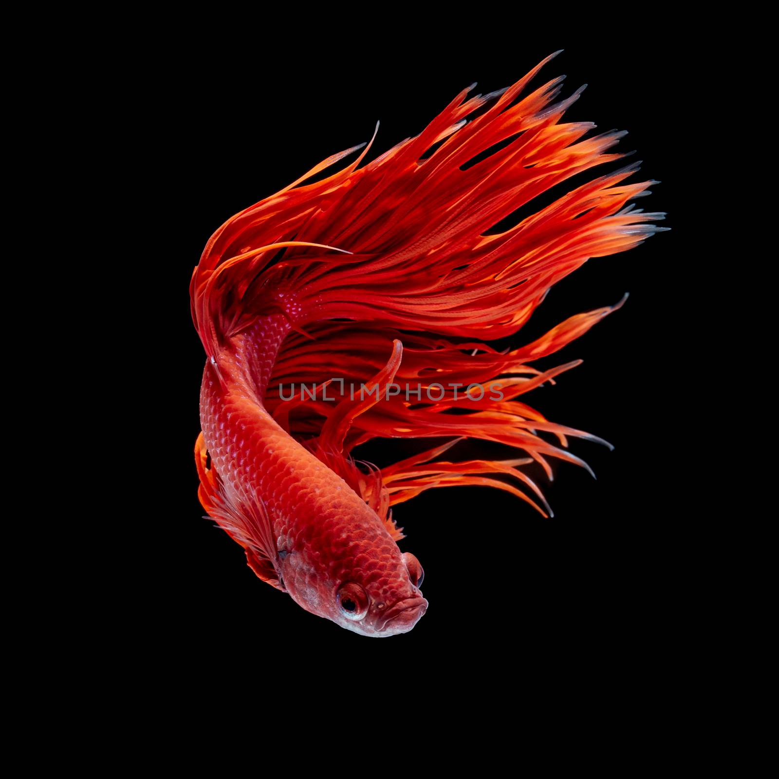 Betta fish, siamese fighting fish, betta splendens