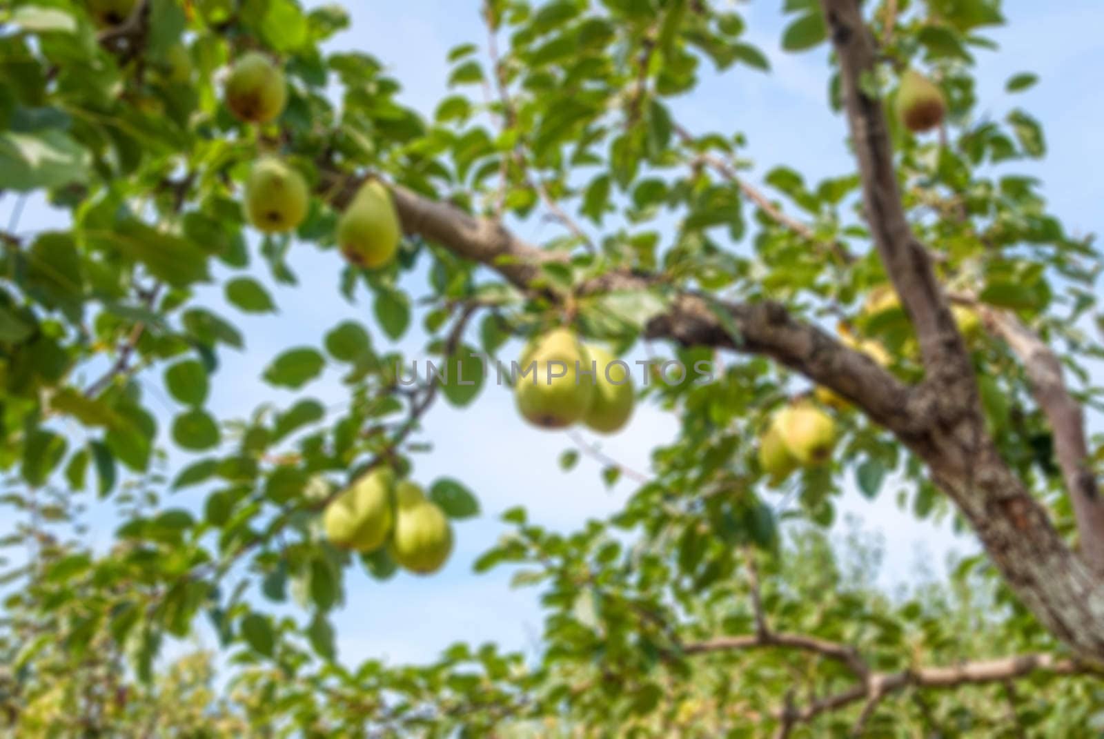 Bunch of ripe pears on tree branch,  blur abstract background by Zhukow
