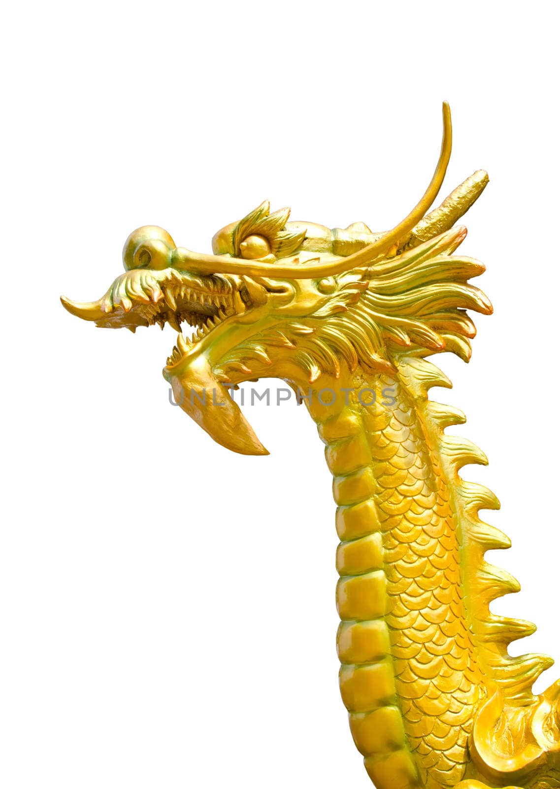The Head of GoldenDragon statue isolated on white background. clipping path.