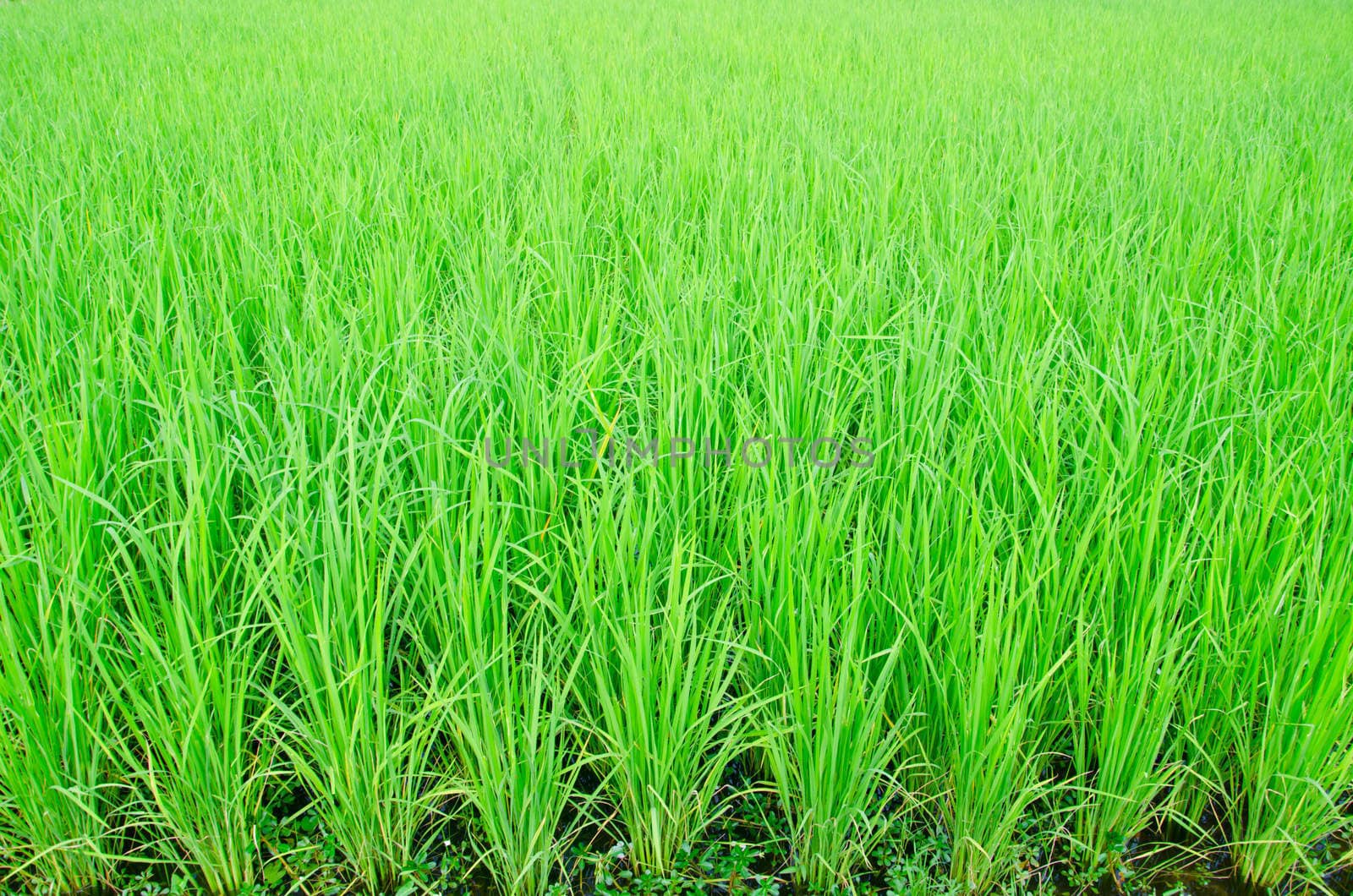 View of Young rice sprout ready to growing in the rice field