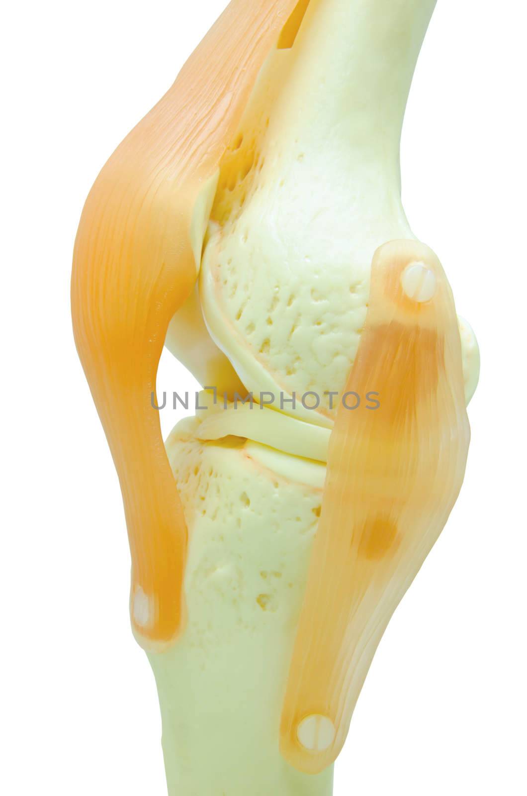 plastic study model of a knee replacement. clipping path.