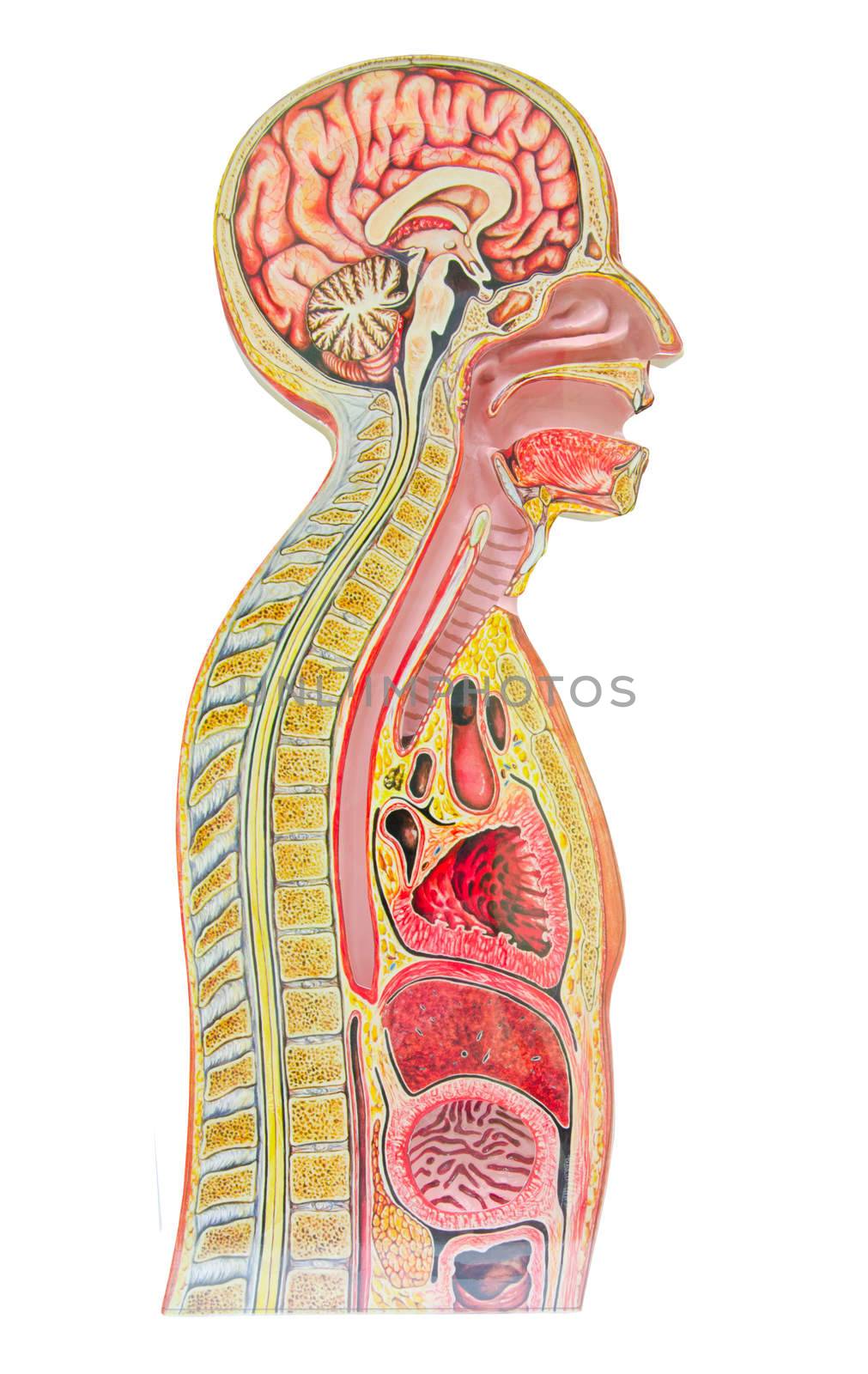 Human anatomical model isolated against a white background an often used tool for medical study.