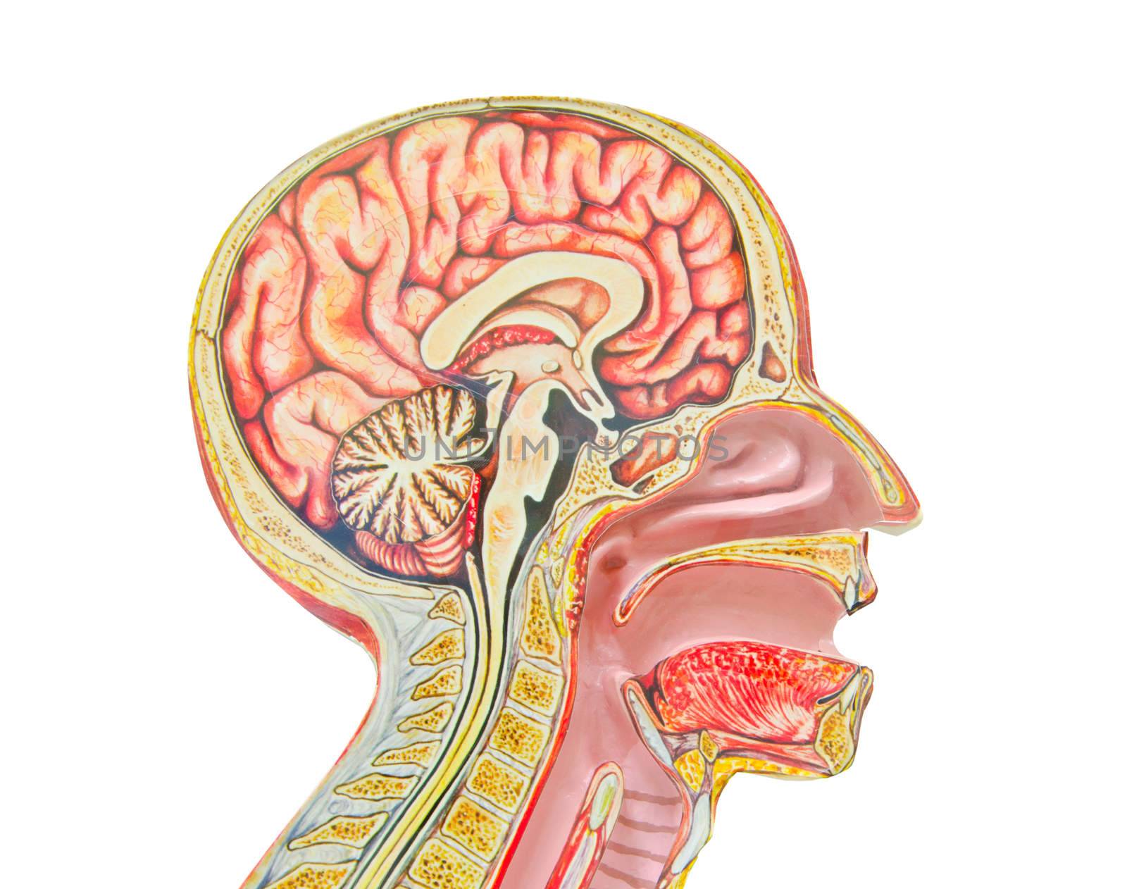 Human anatomical model isolated against a white background an often used tool for medical study.