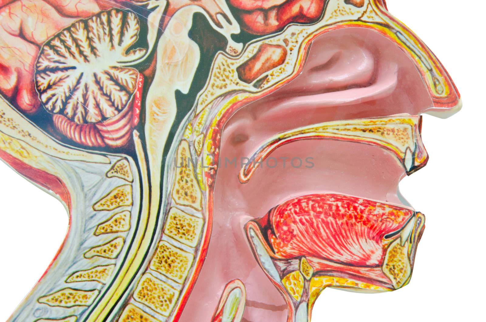 Human anatomical model isolated against a white background an often used tool for medical study.