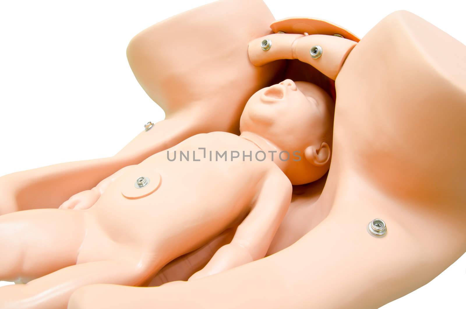Training model for students studying medicine. Simulation of birth. Newborn in vagina. clipping path.