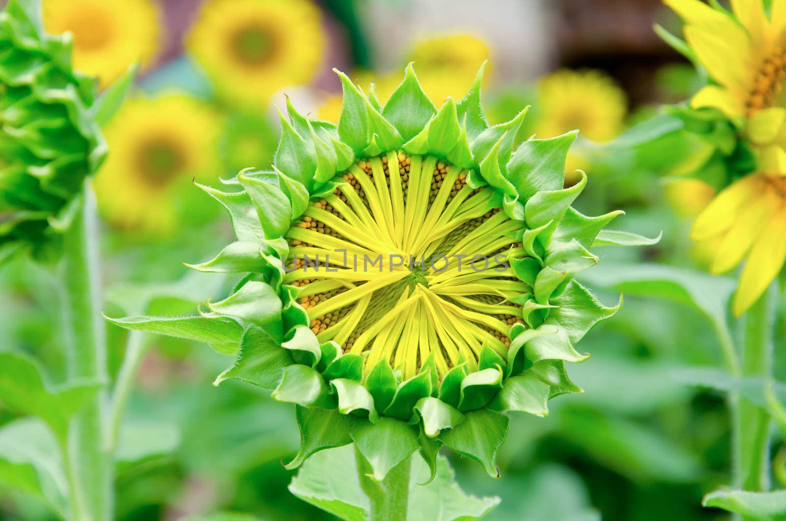 young sunflowers on garden.
