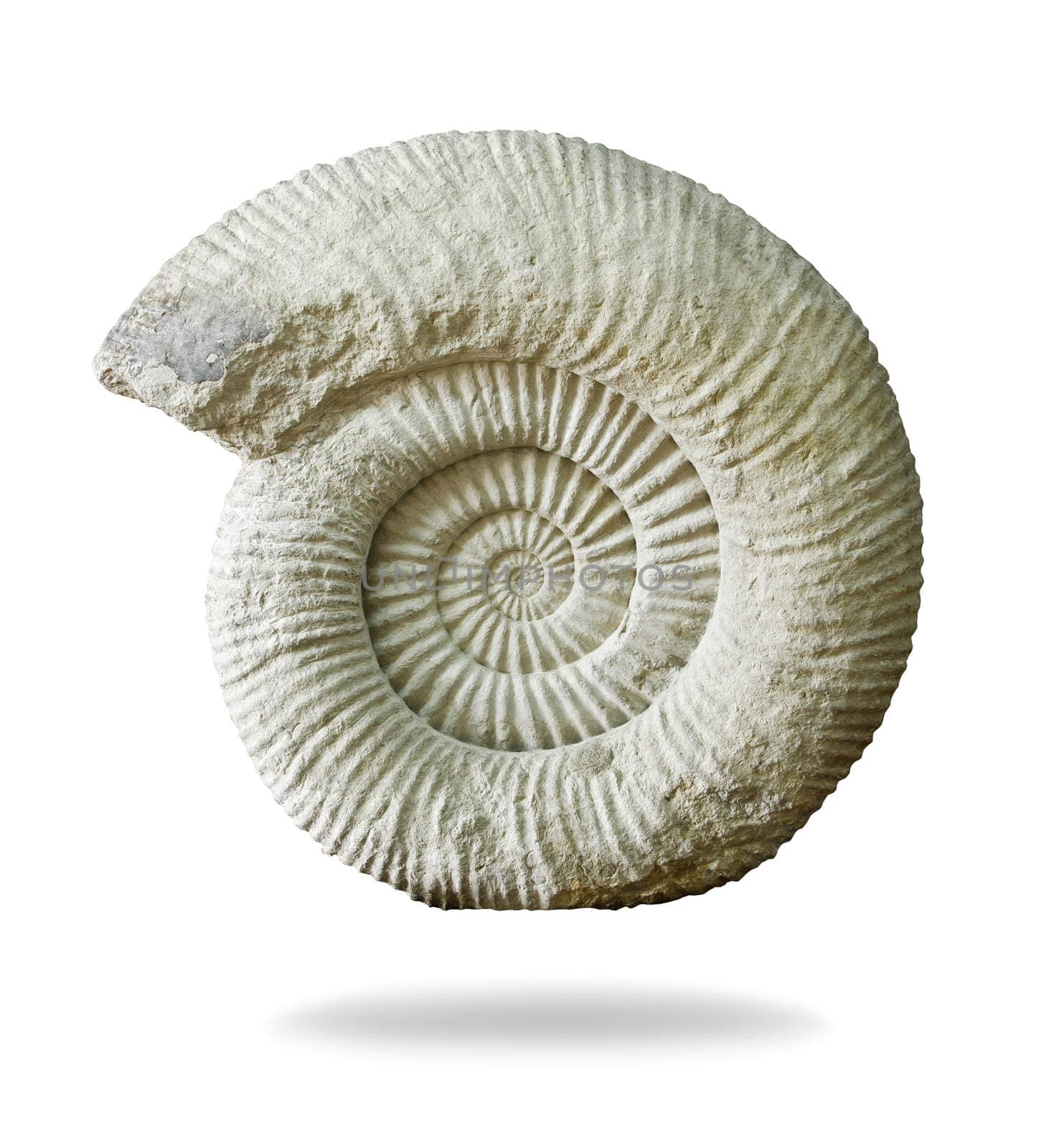 Ammonite prehistoric fossil on white background. by Gamjai