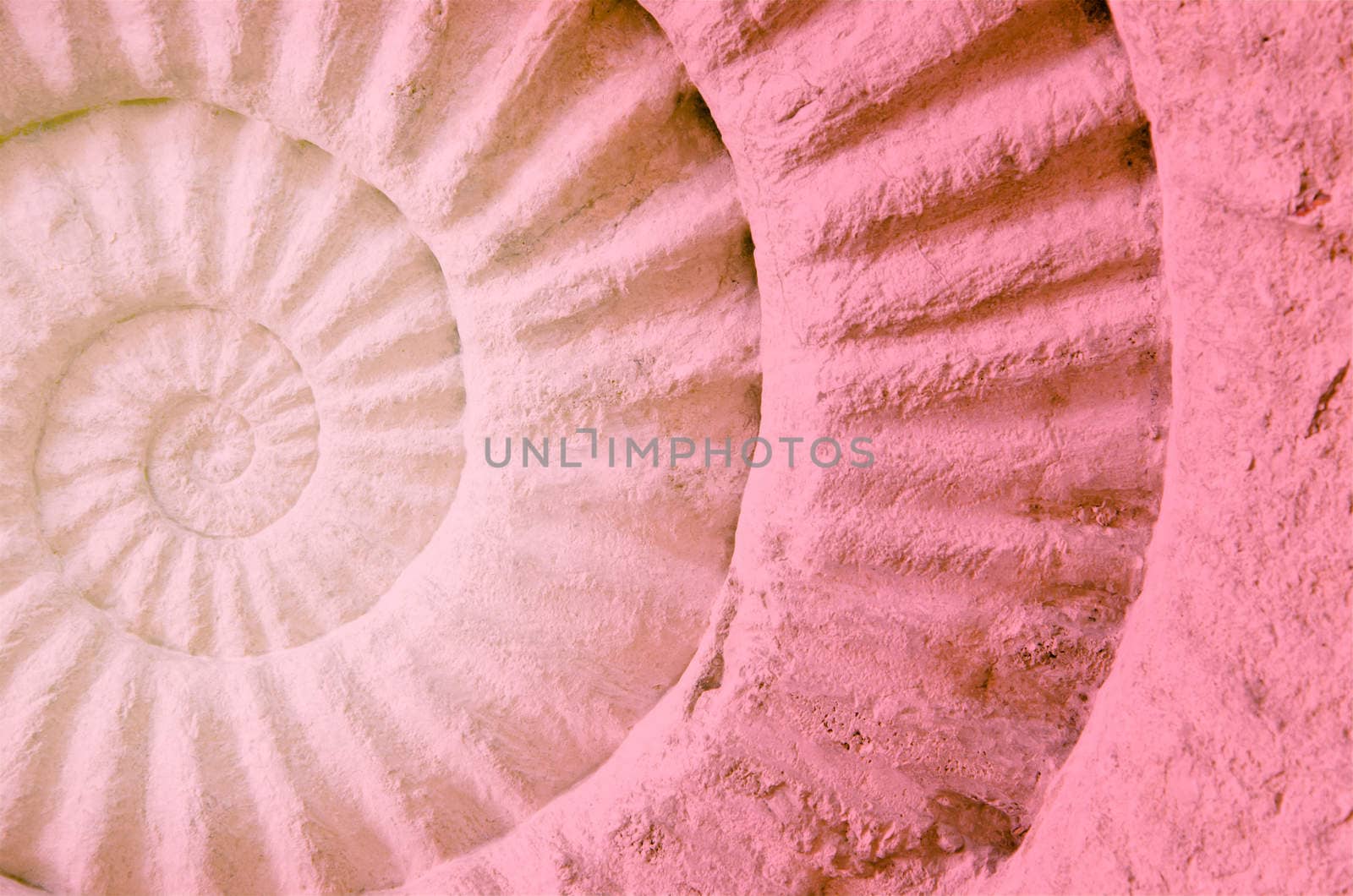 Color of ammonite prehistoric fossil, abstract background.